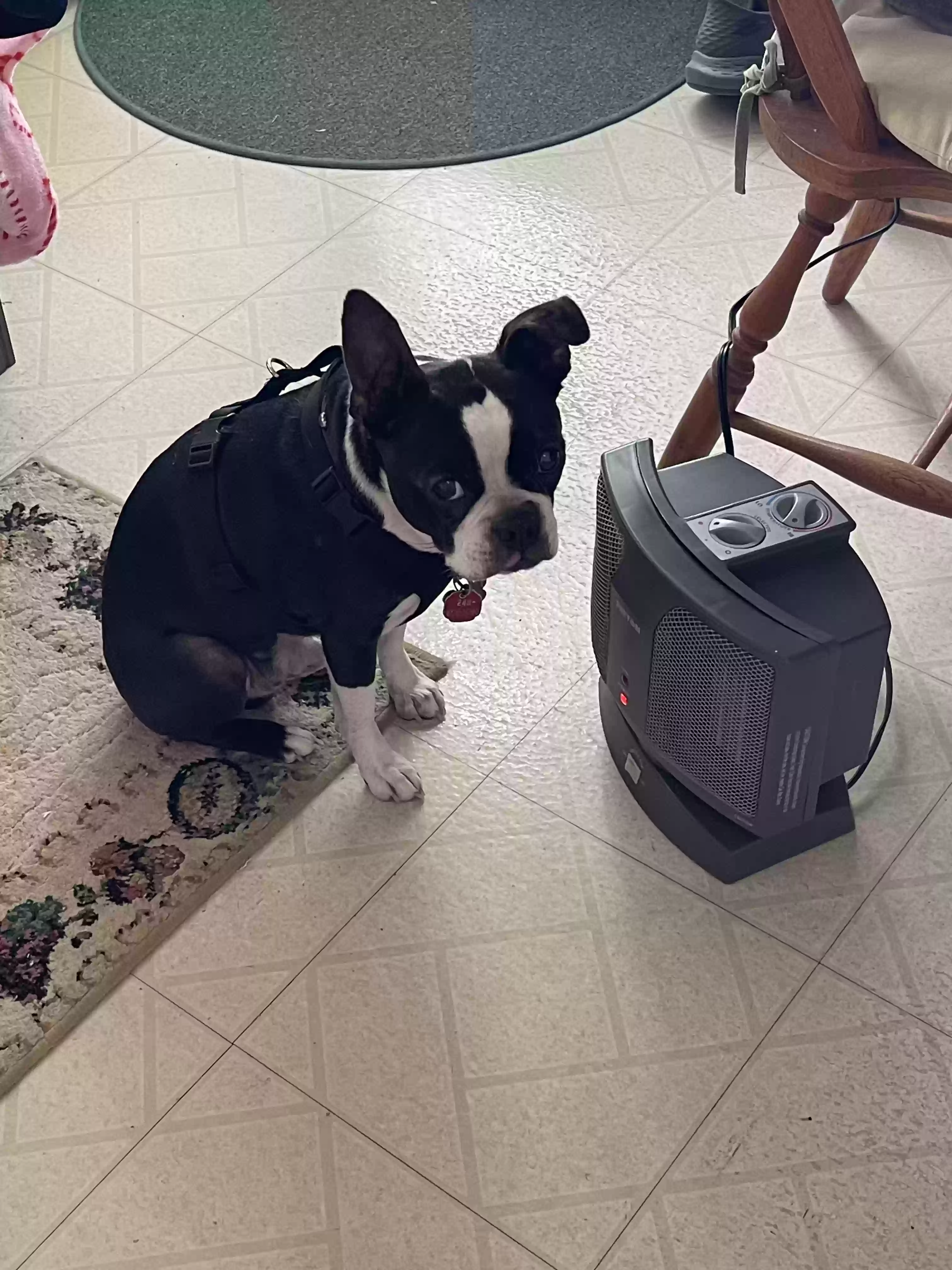 adoptable Dog in Waterford,MI named Rocky