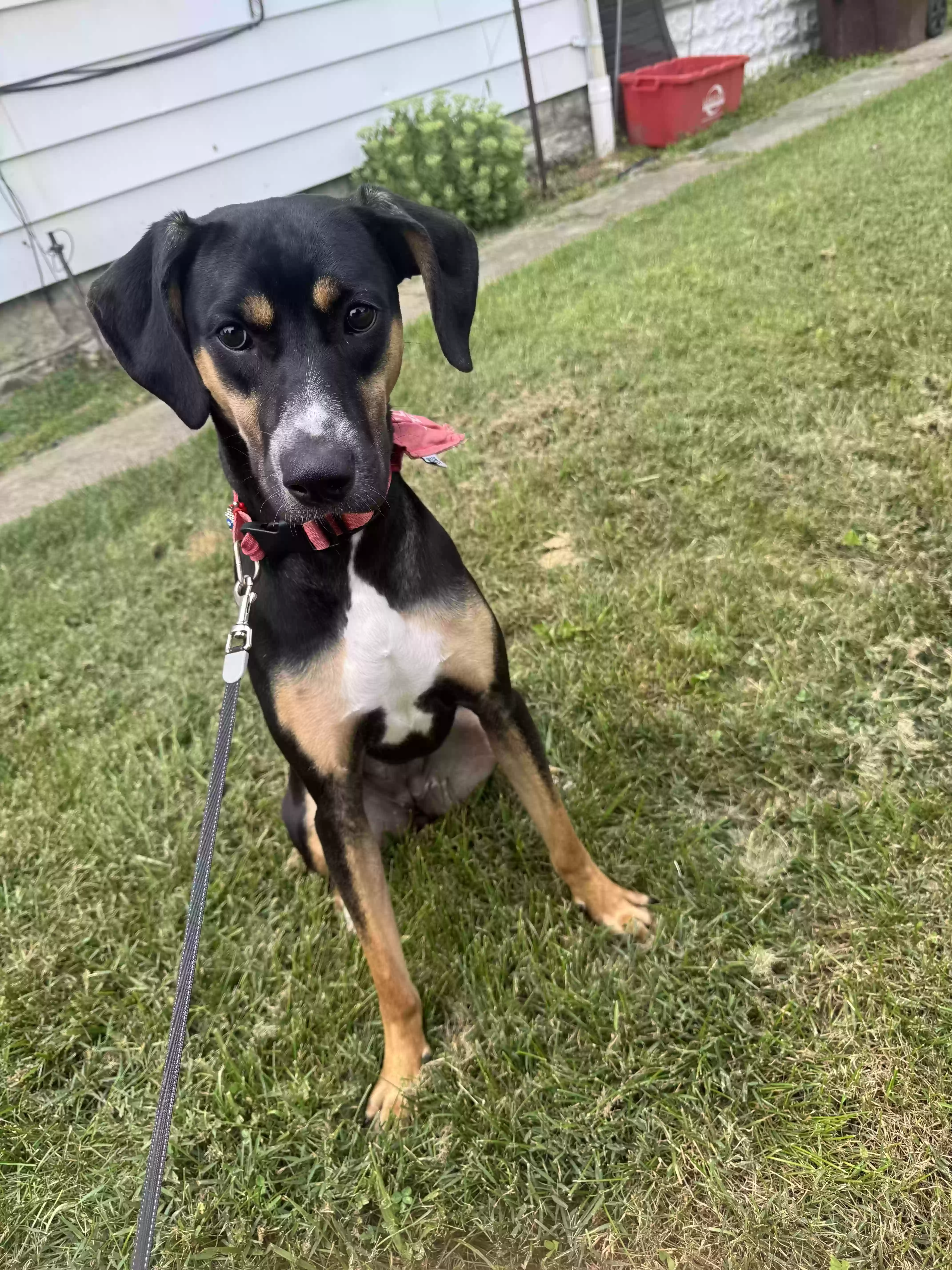 adoptable Dog in Batesville,IN named Lela