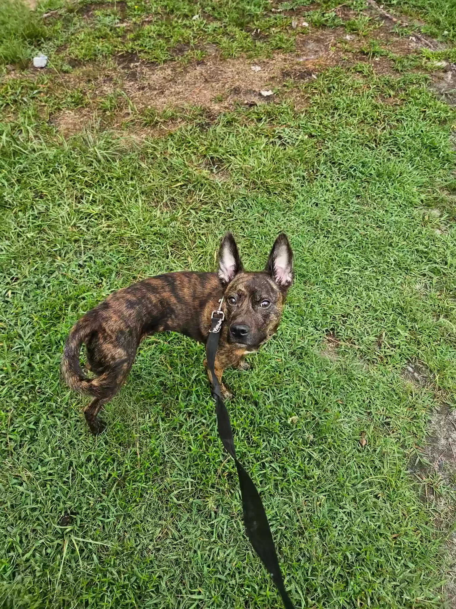 adoptable Dog in New London,NC named Reese