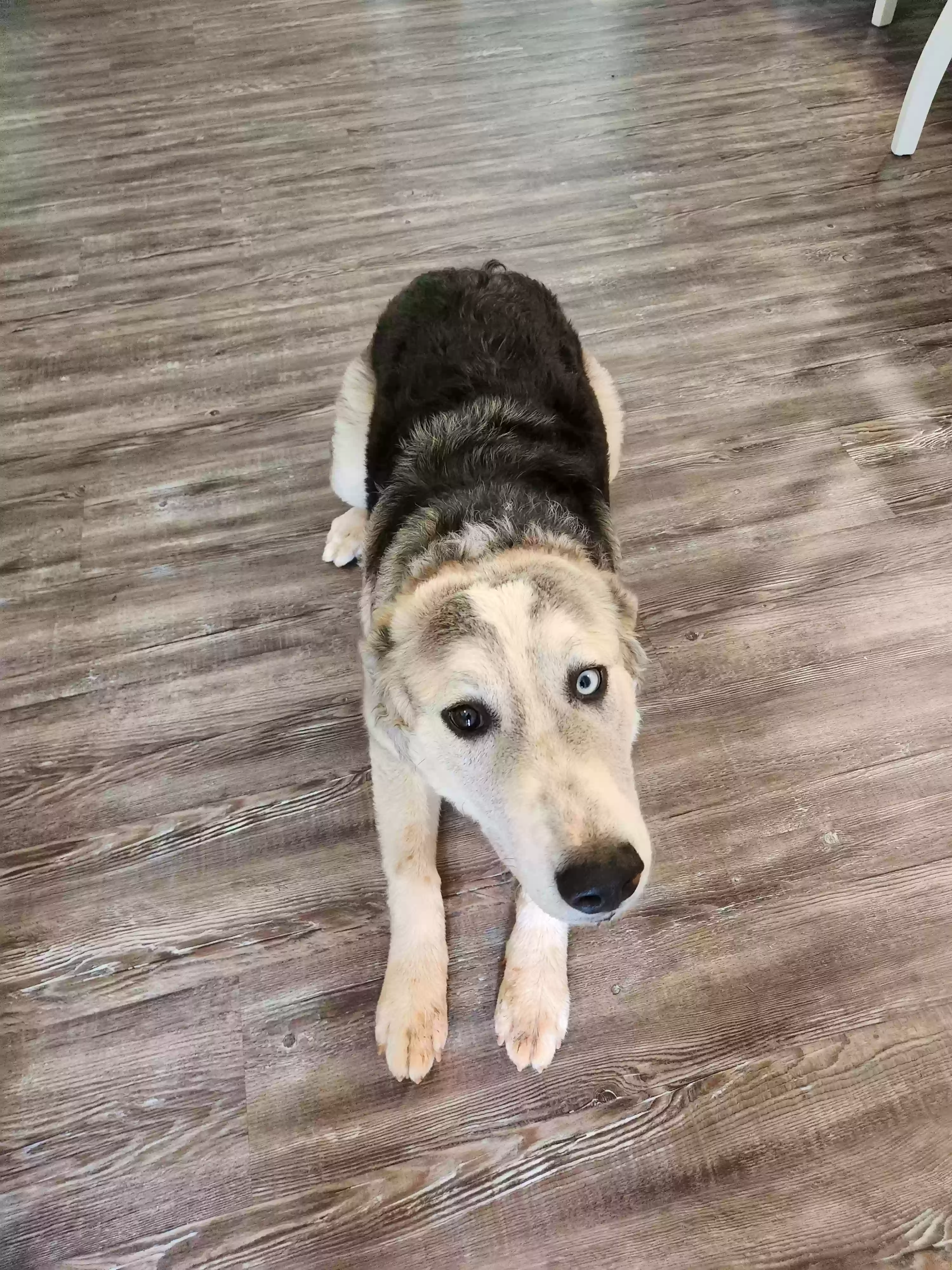 adoptable Dog in Dawsonville,GA named Nellie