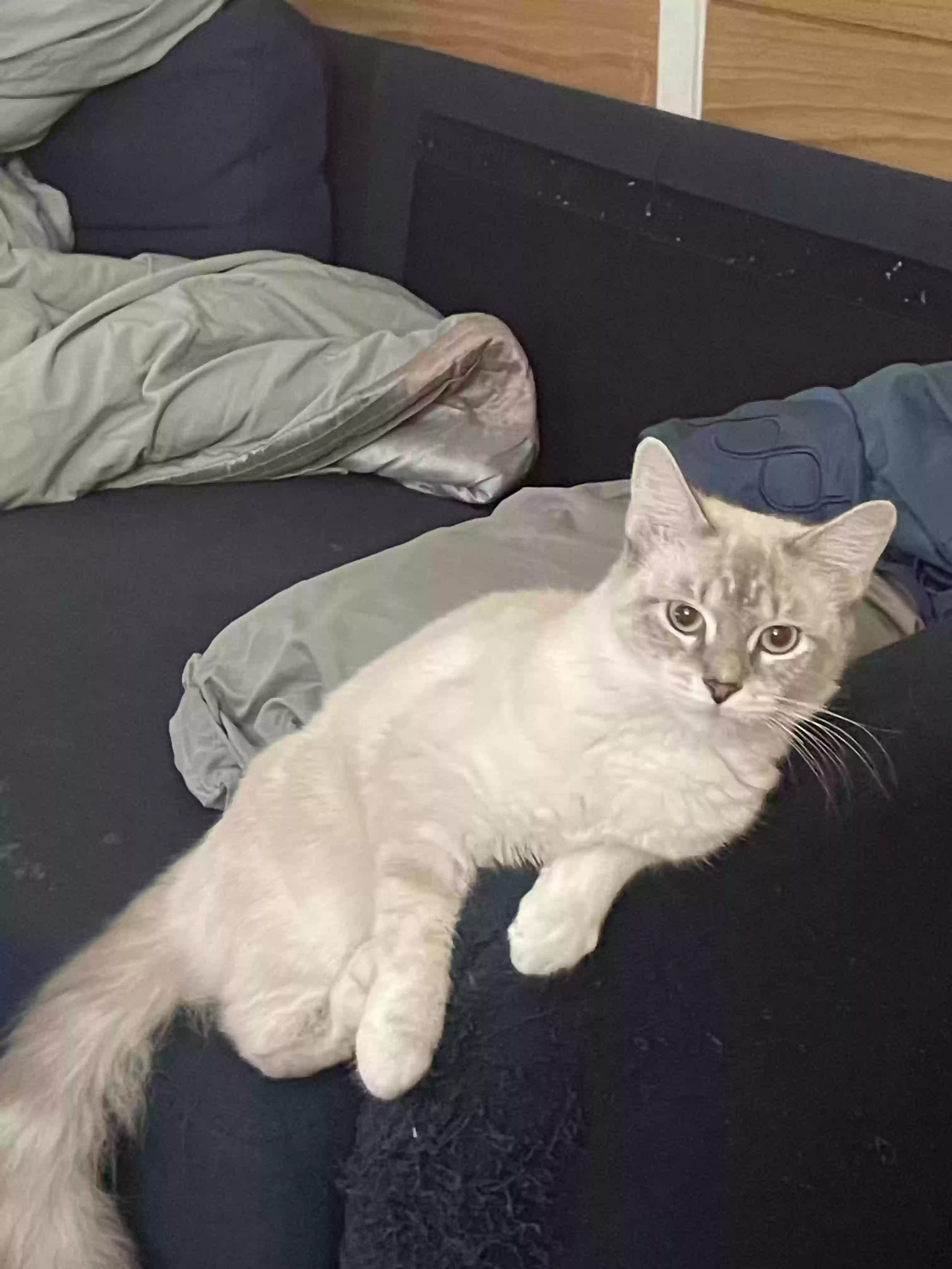 adoptable Cat in Akron,OH named Ivory Eggleston
