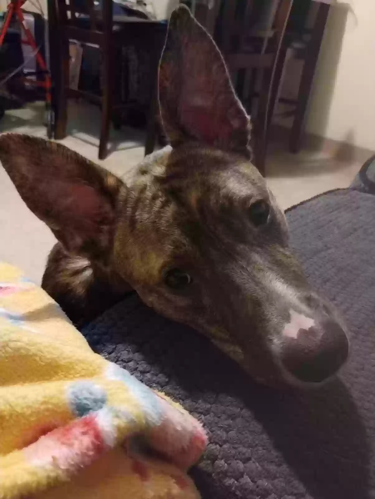adoptable Dog in Montebello,CA named MONA