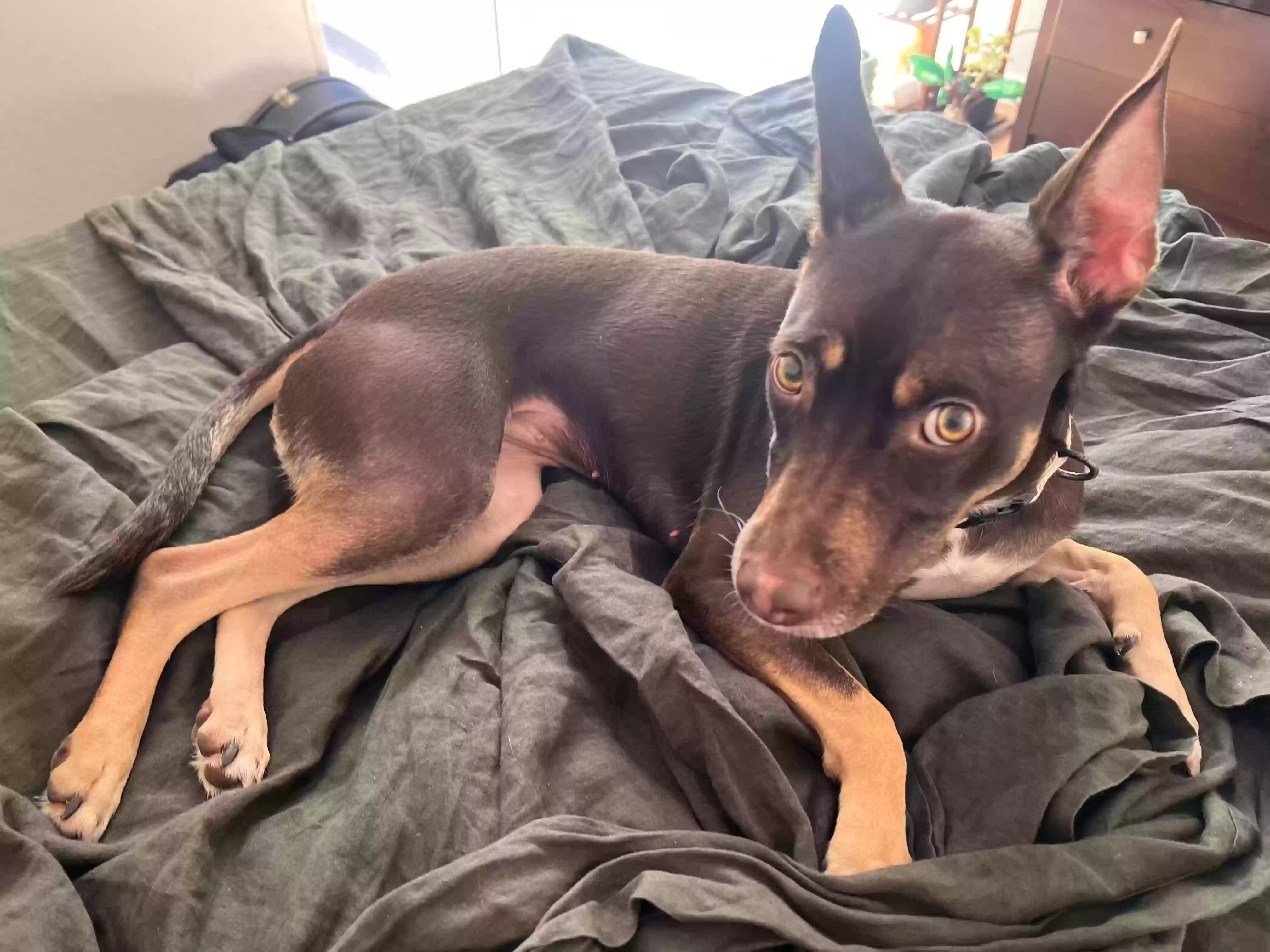 adoptable Dog in Brentwood,CA named Korra