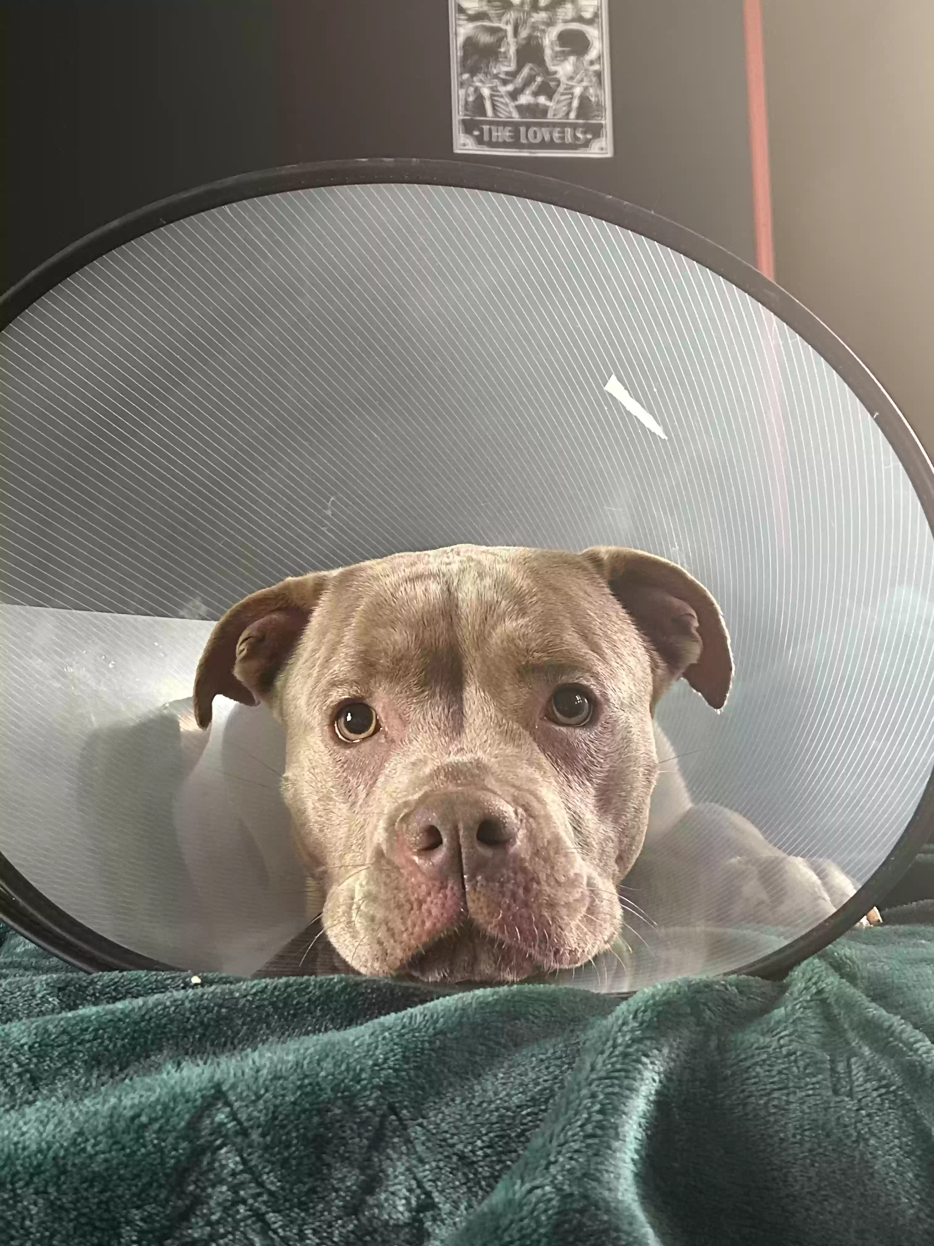 adoptable Dog in Cincinnati,OH named Dakota “KodaBear” Jean