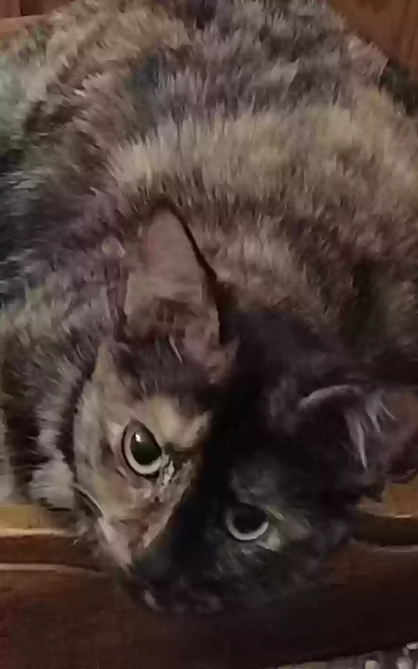adoptable Cat in Granite,OK named Molly