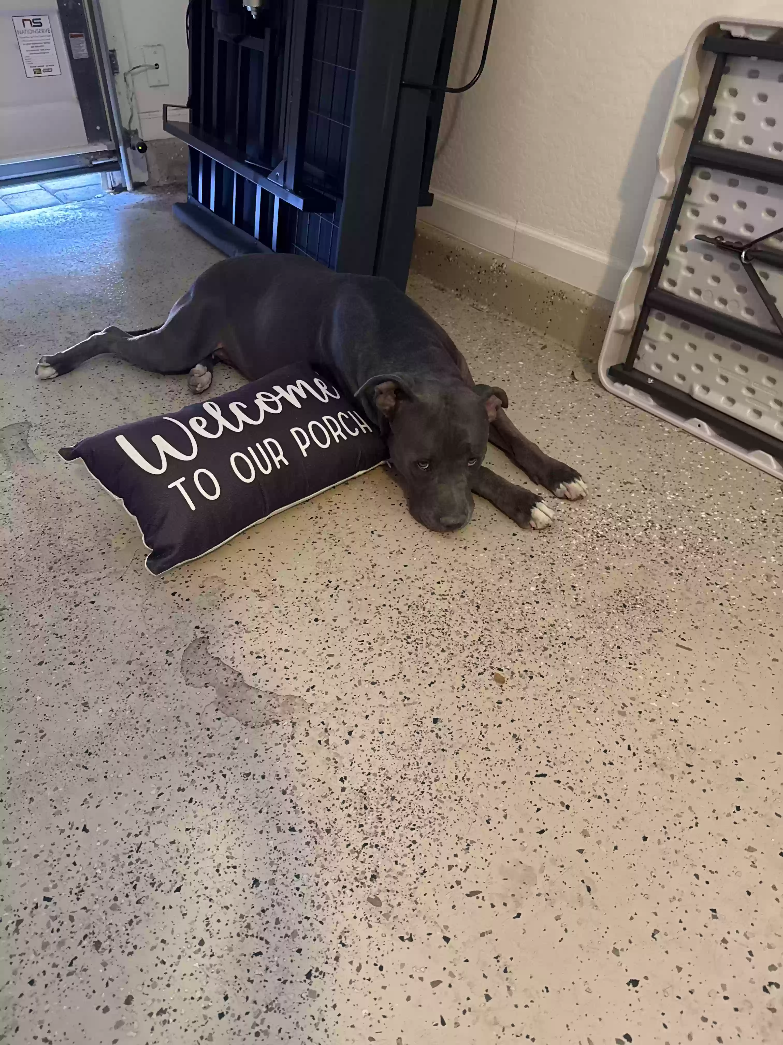 adoptable Dog in Litchfield Park,AZ named Honey