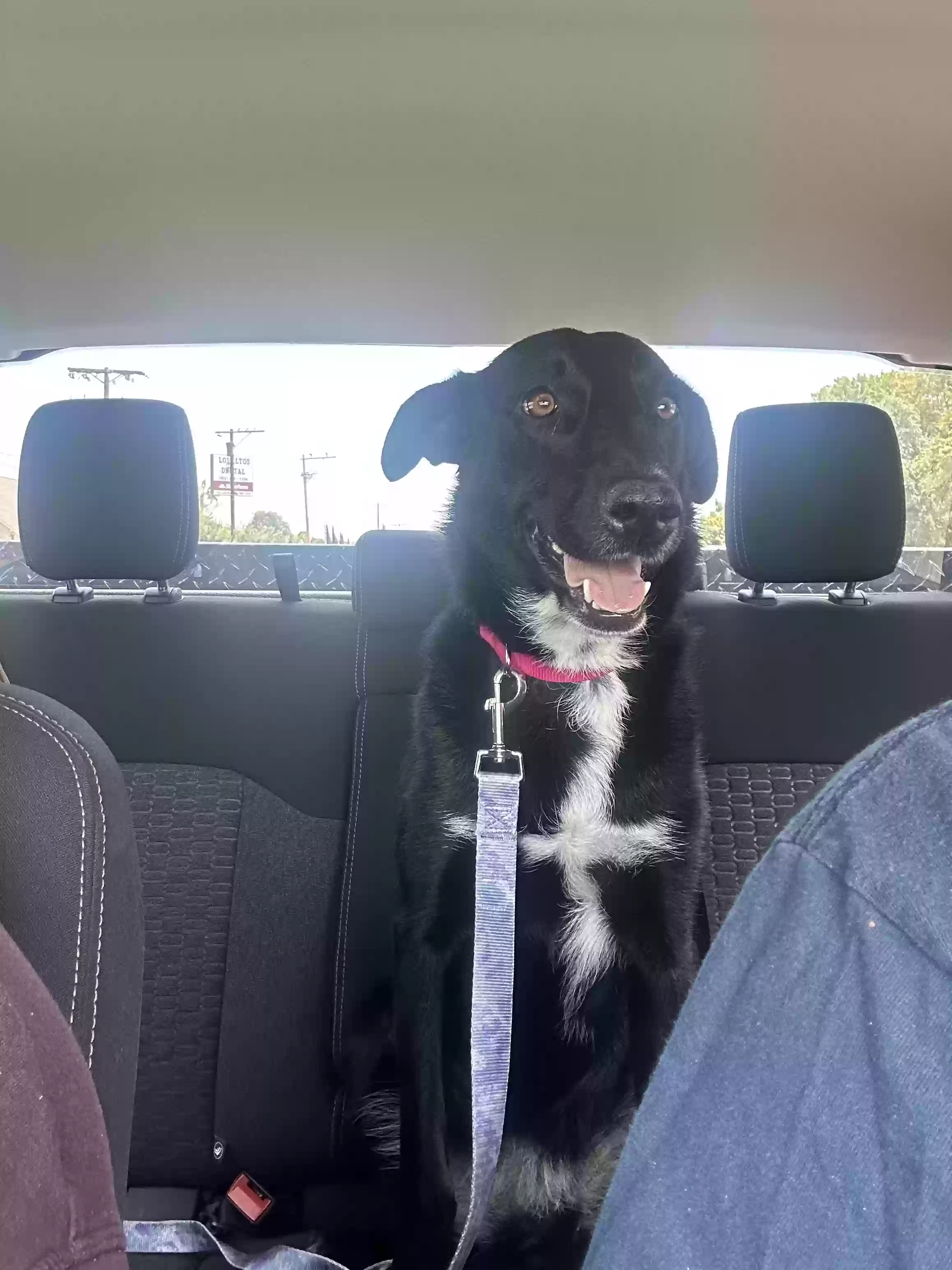 adoptable Dog in Long Beach,CA named Nami