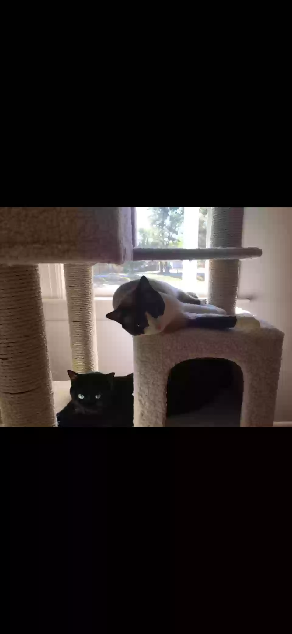 adoptable Cat in Oxford,NC named Coco pop