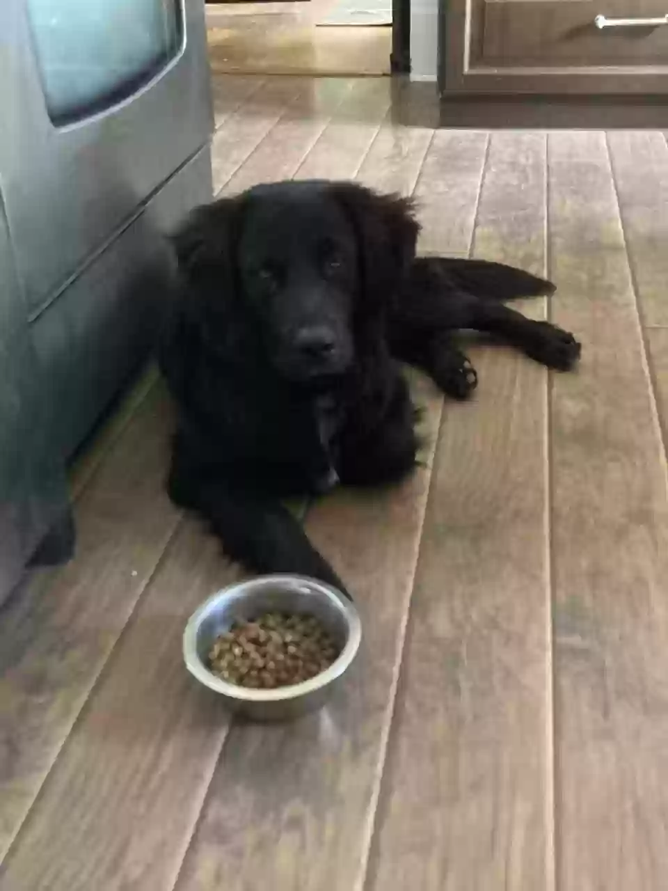adoptable Dog in Salt Lake City,UT named Lachlan