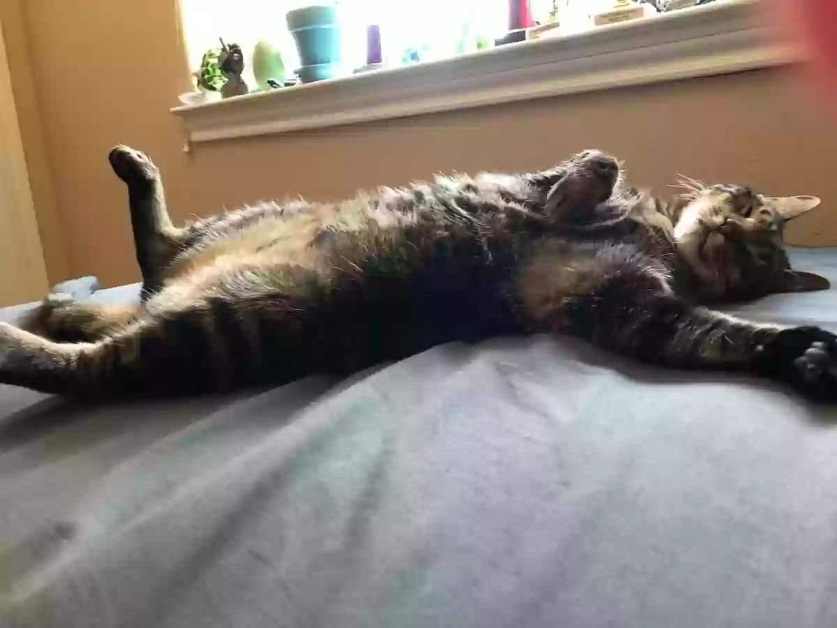 adoptable Cat in Weatherford,TX named Simon