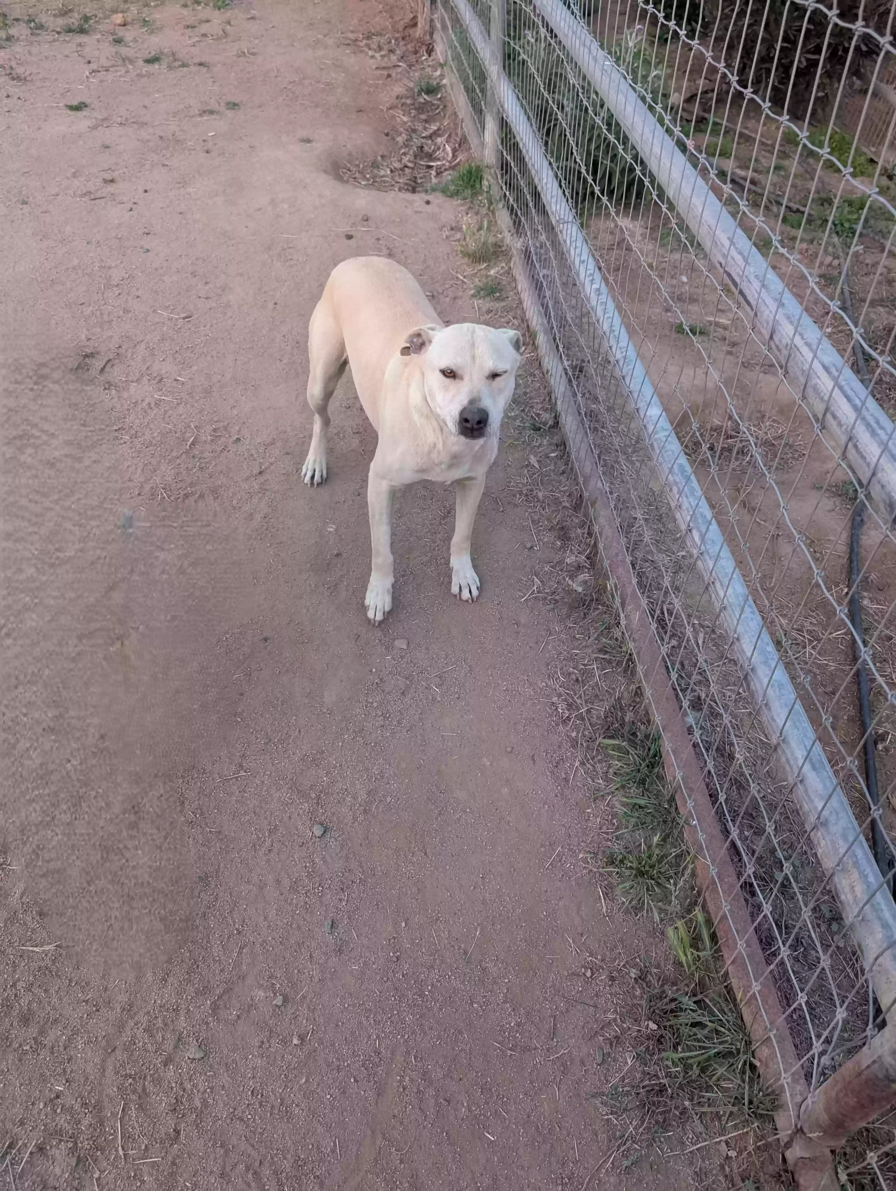 adoptable Dog in Jamul,CA named Zoe