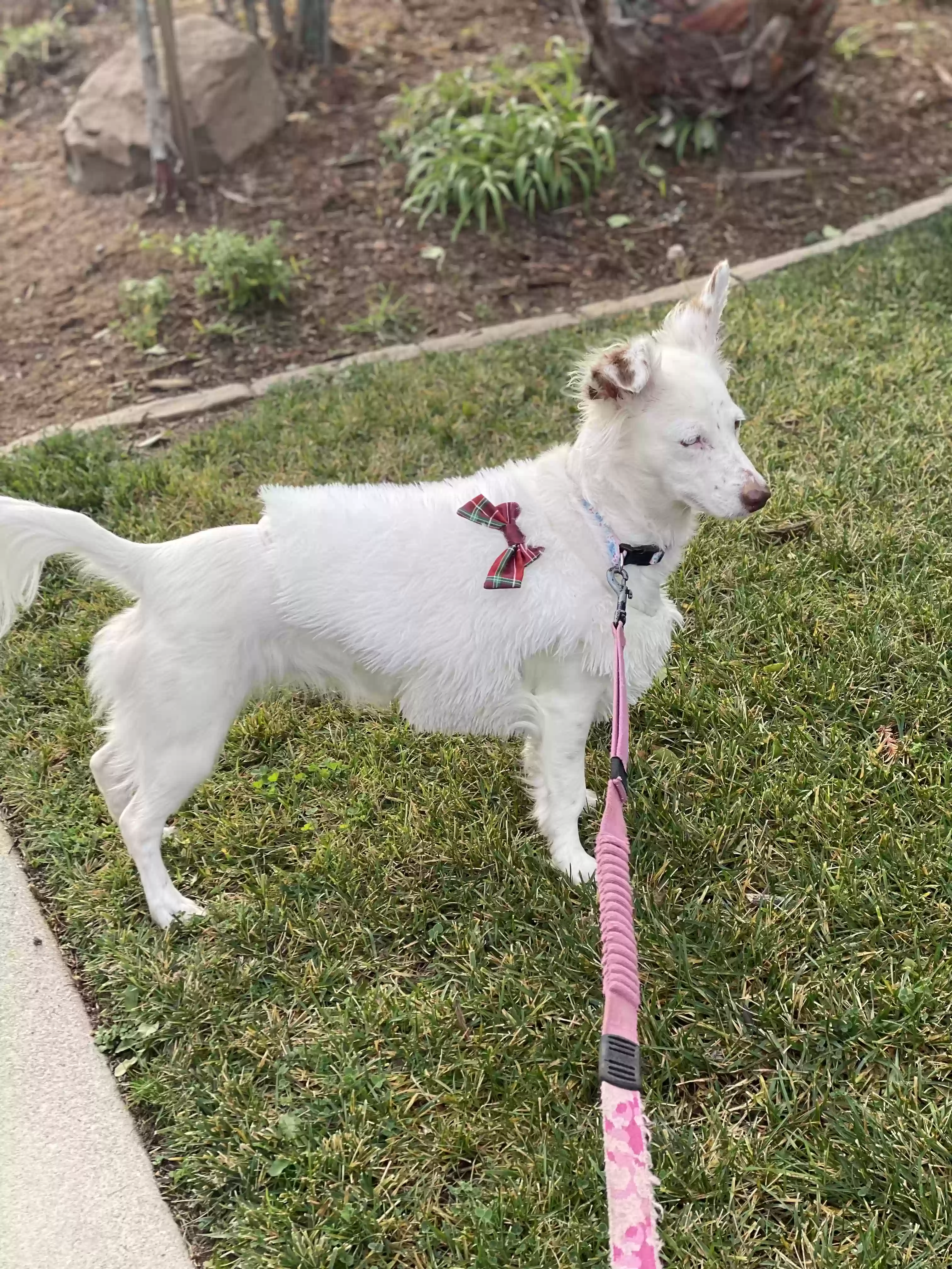 adoptable Dog in Pleasanton,CA named Delbar
