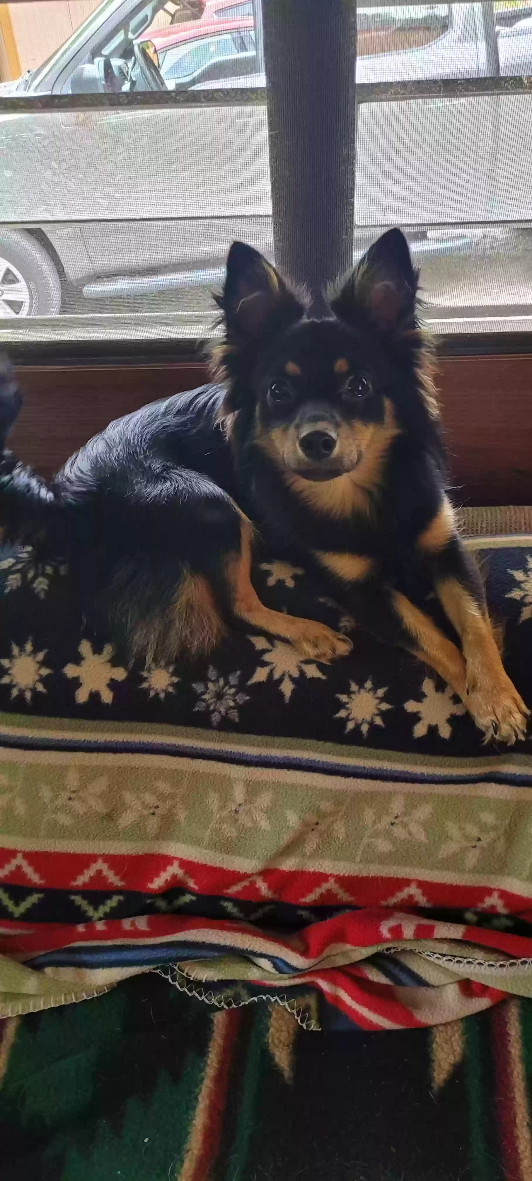 adoptable Dog in Homerville,OH named Jovi