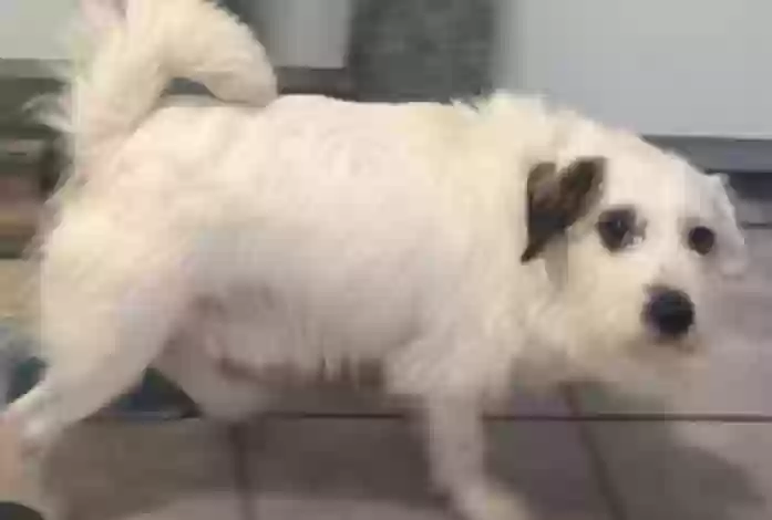 adoptable Dog in Marietta,GA named Deuce