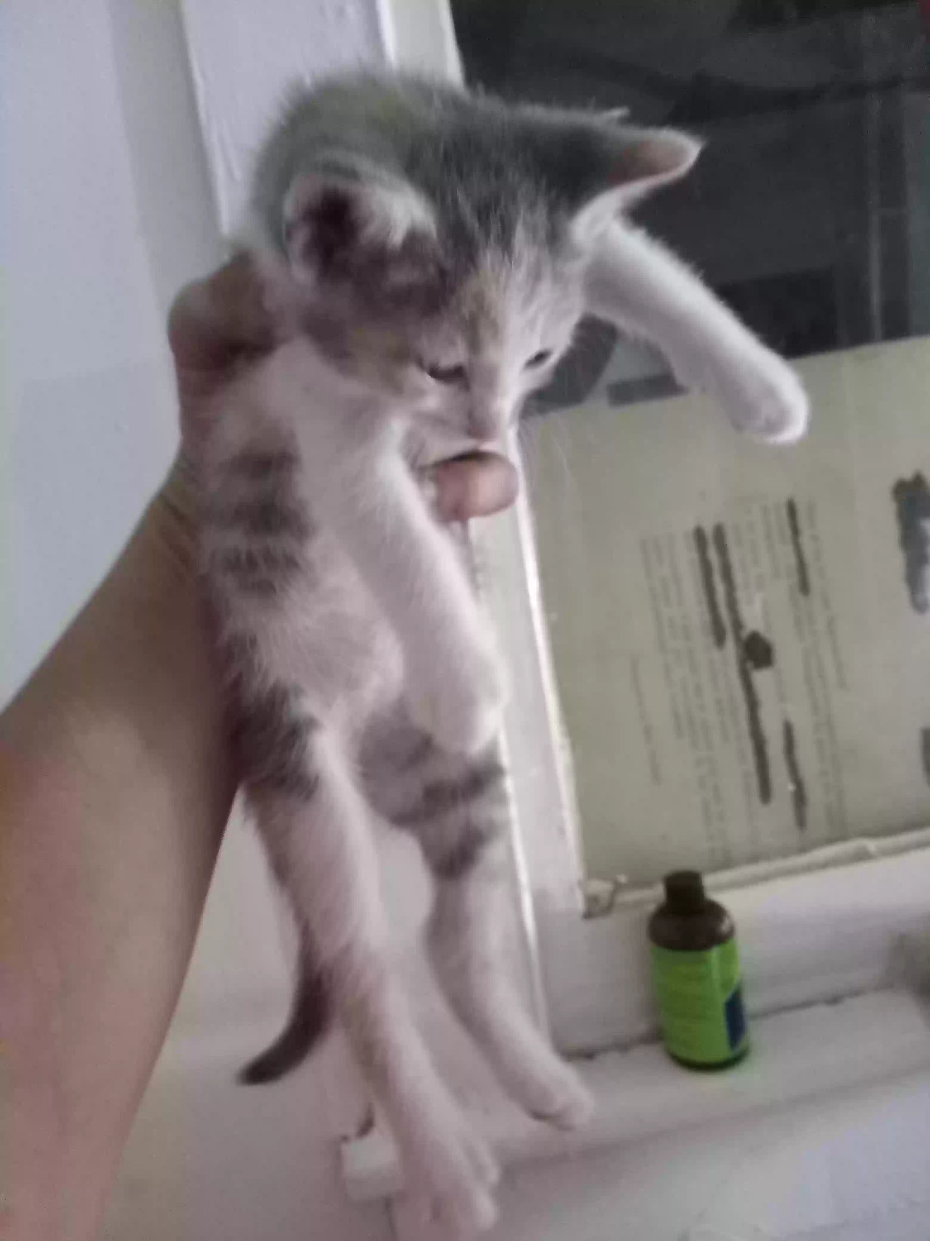 adoptable Cat in Decatur,IL named Babygirl