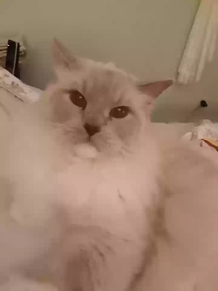 adoptable Cat in Walpole,MA named Blue
