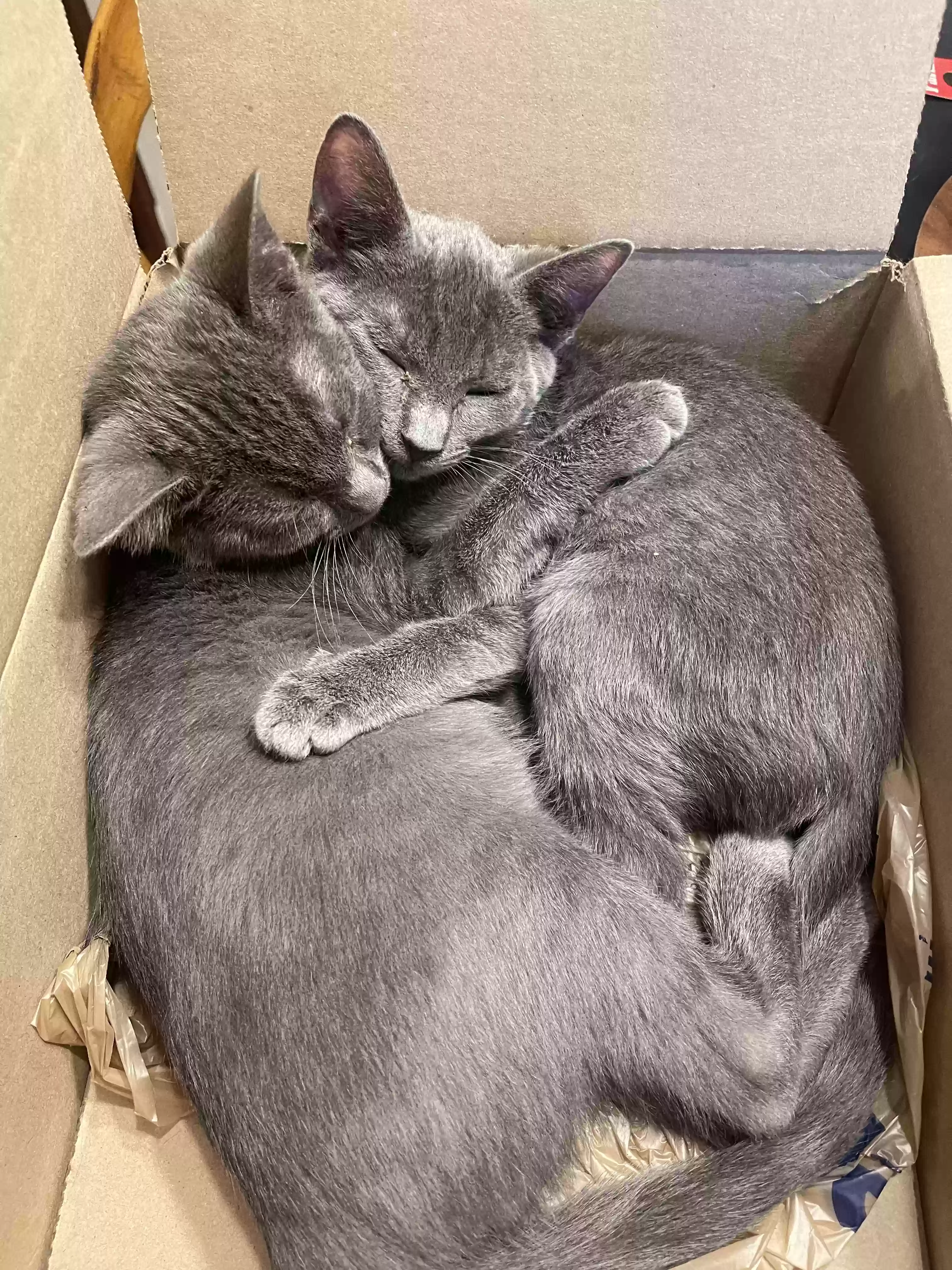 adoptable Cat in Marietta,GA named Cosmo