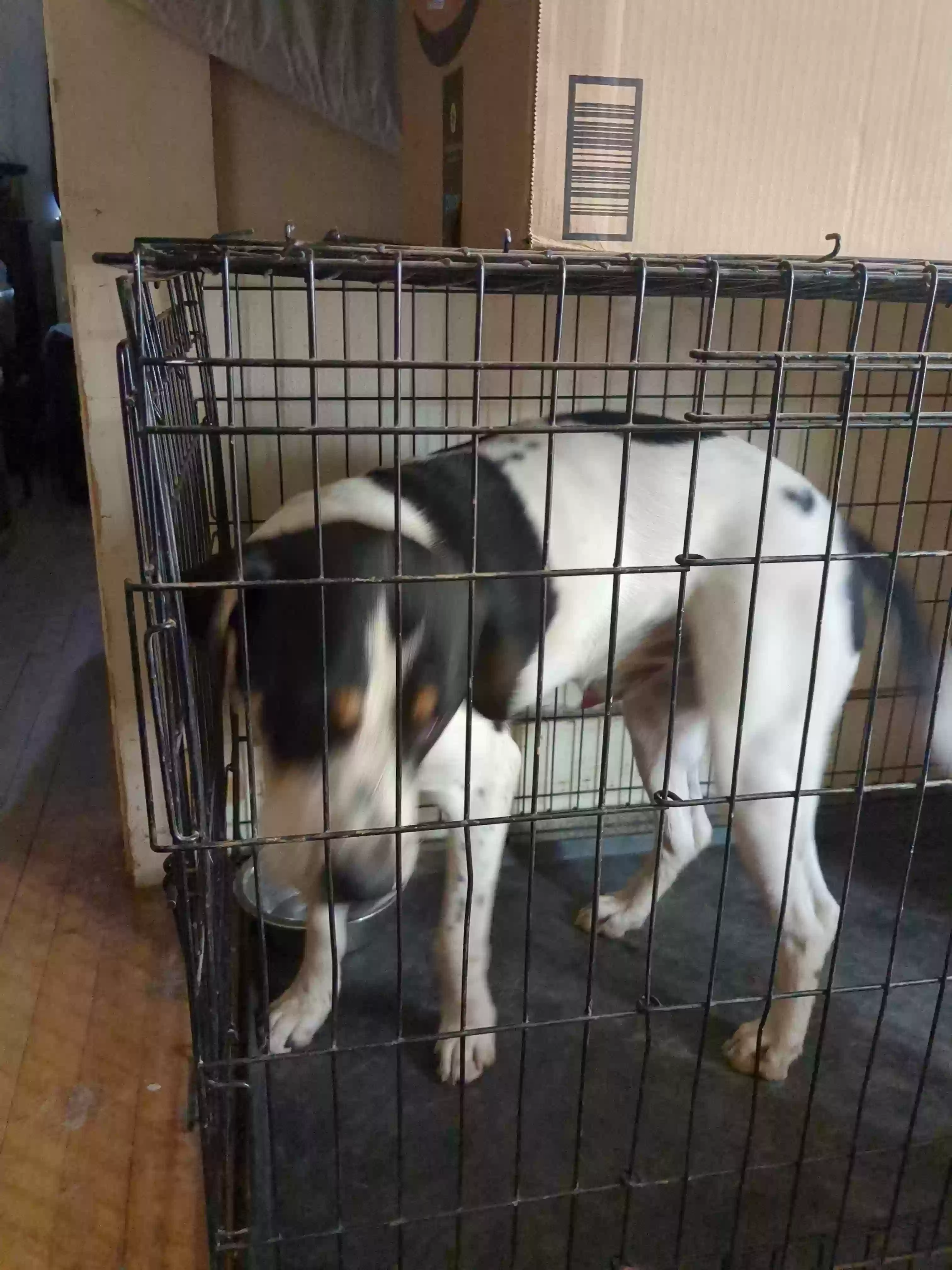 adoptable Dog in Bisbee,AZ named Daniel