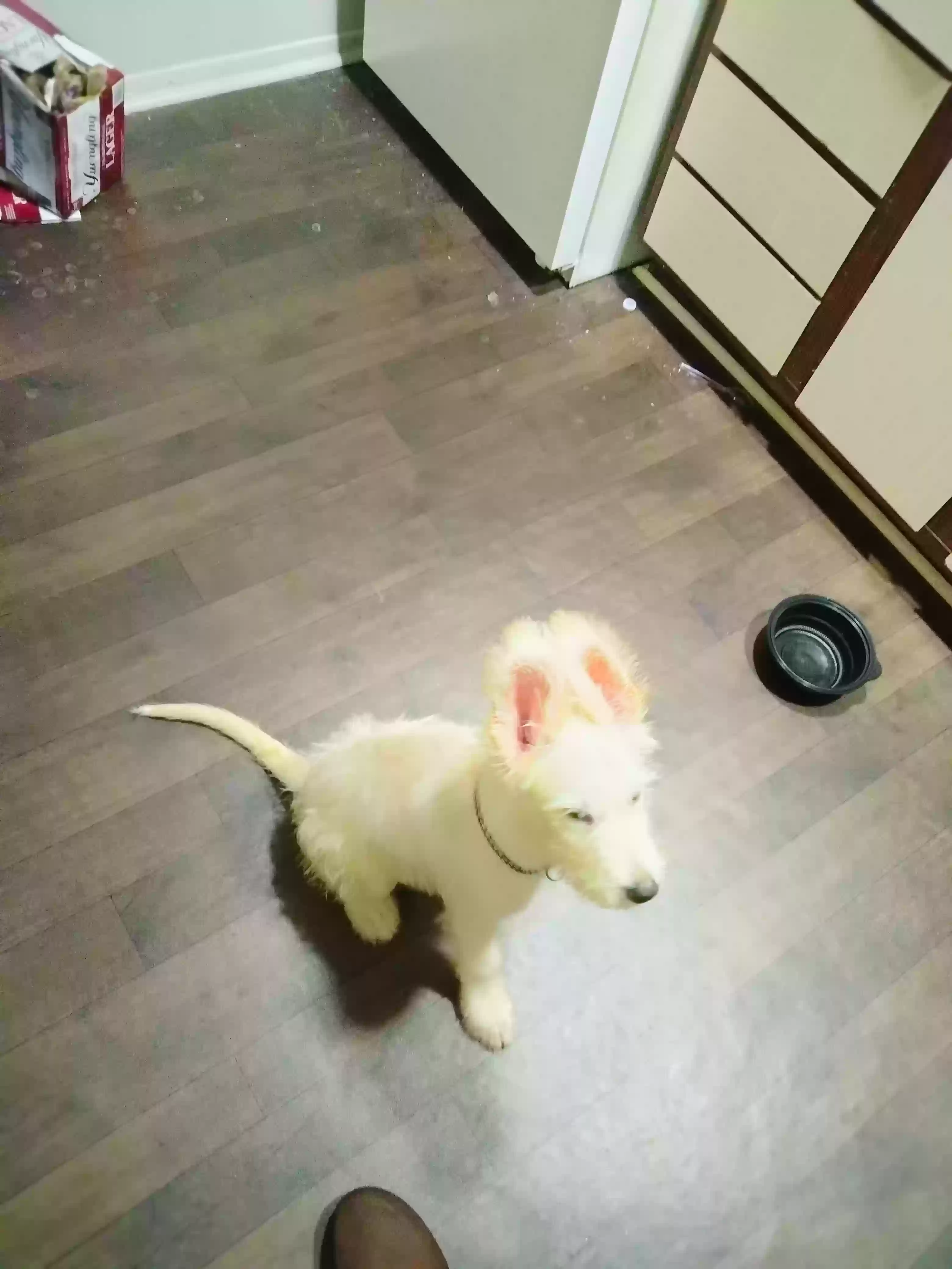 adoptable Dog in Jonesboro,GA named Bailey