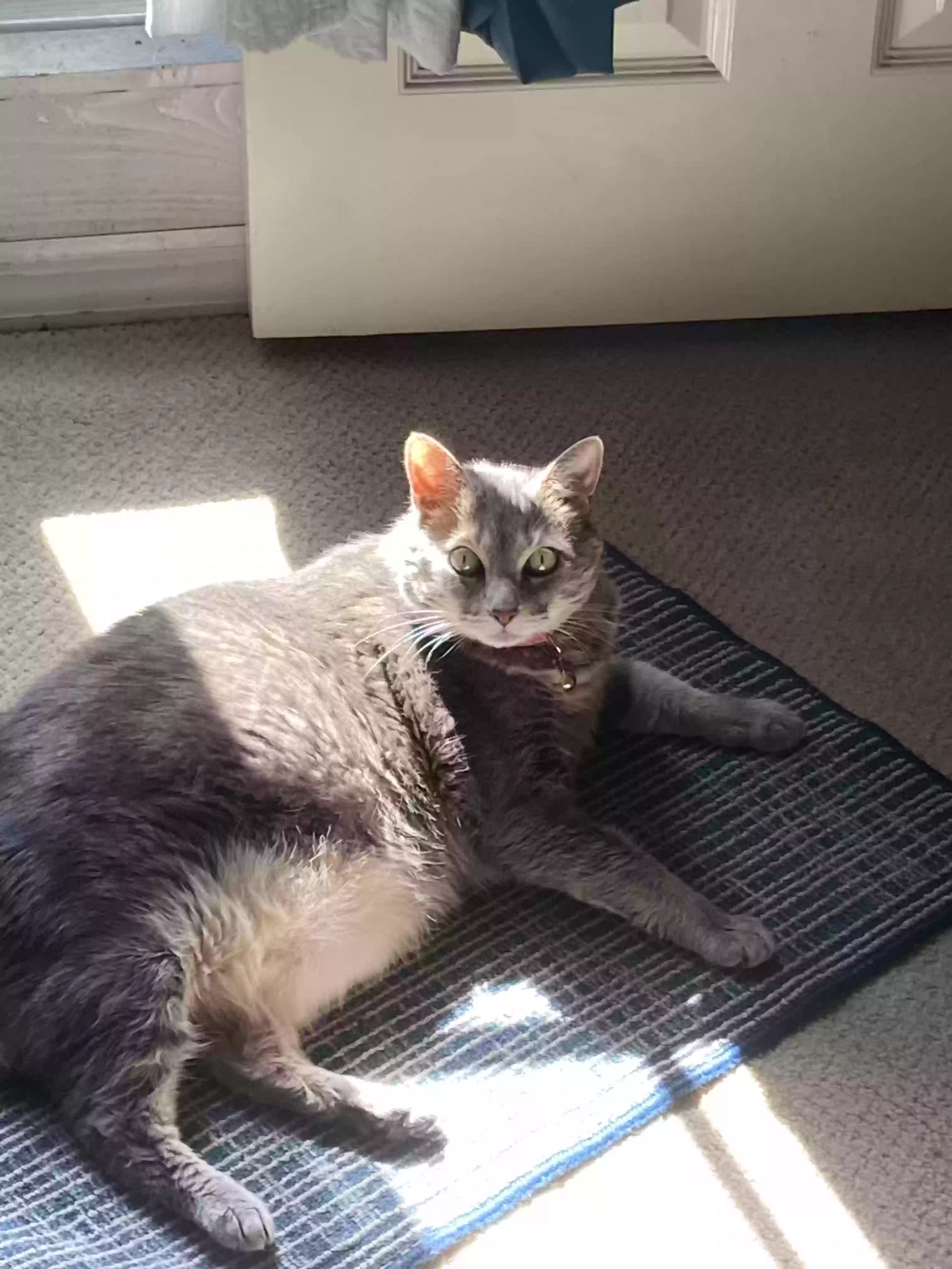 adoptable Cat in Port Saint Lucie,FL named Mia