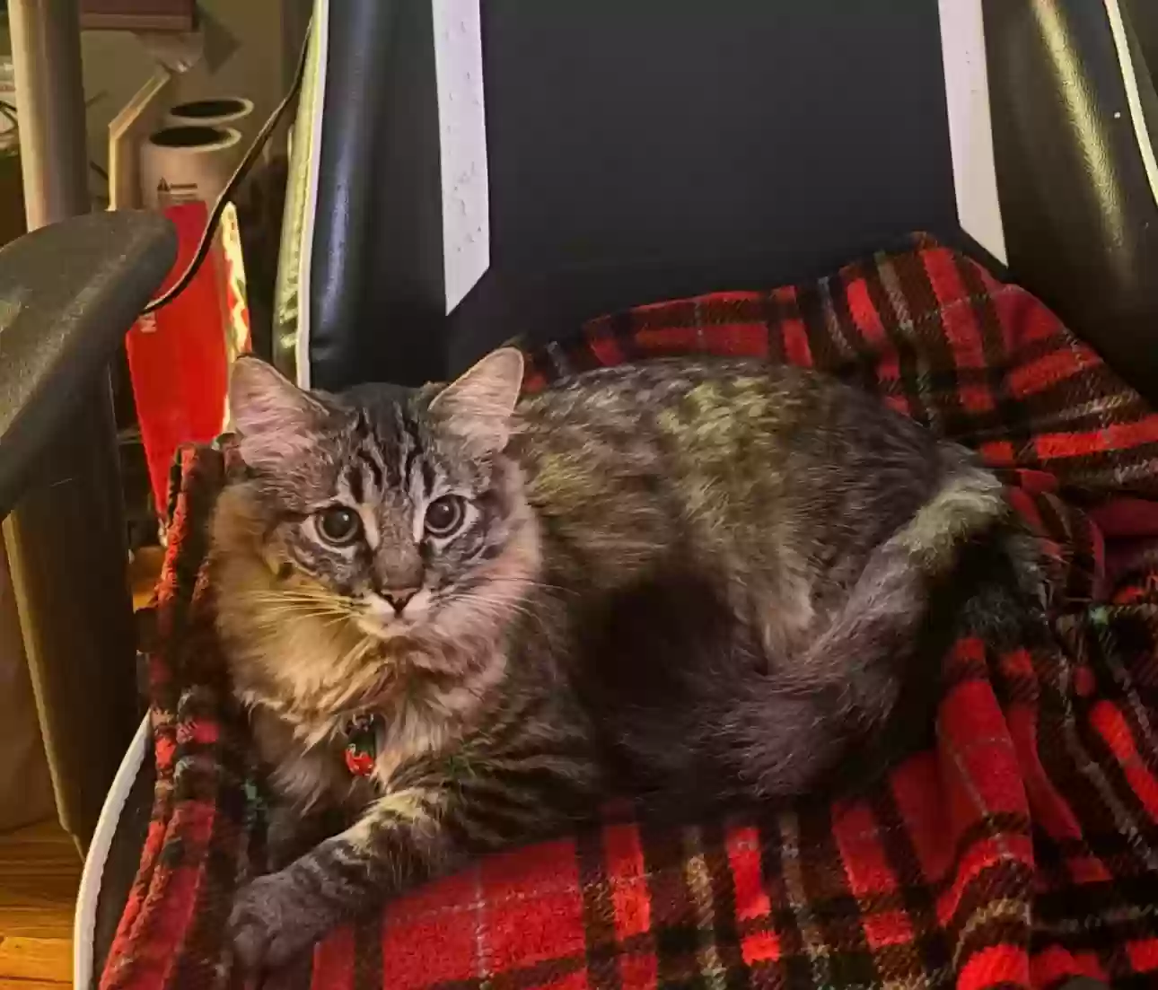 adoptable Cat in West Covina,CA named Yuki