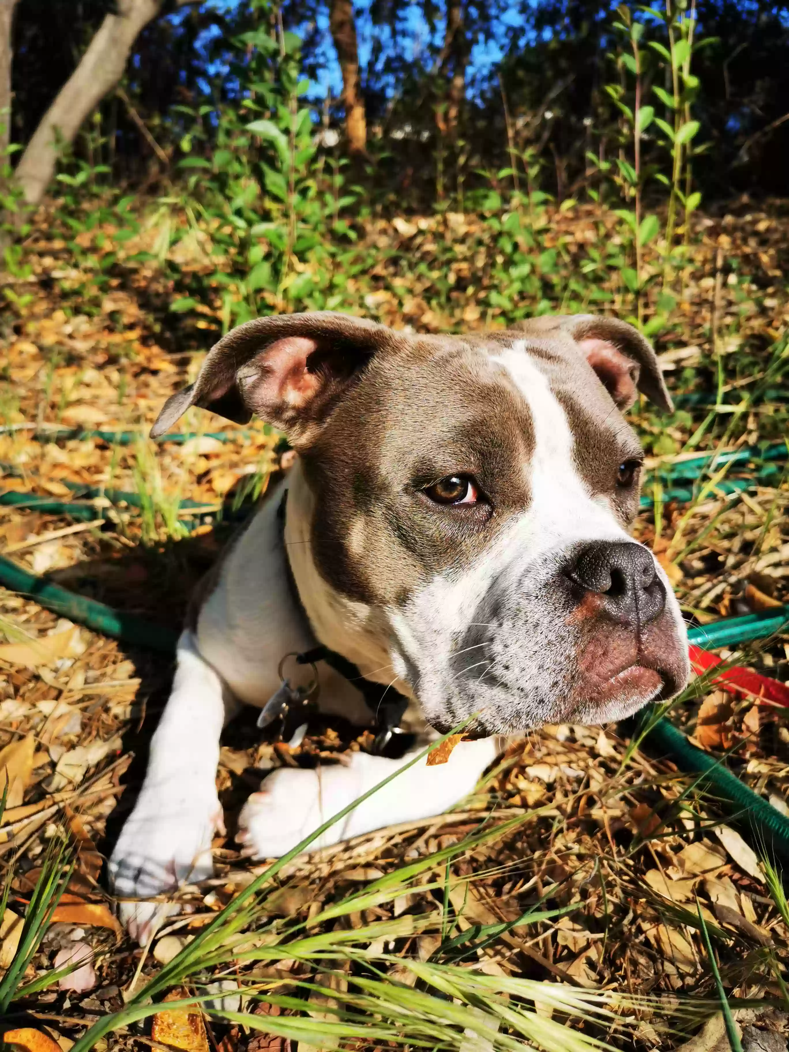 adoptable Dog in Winchester,CA named Zeus