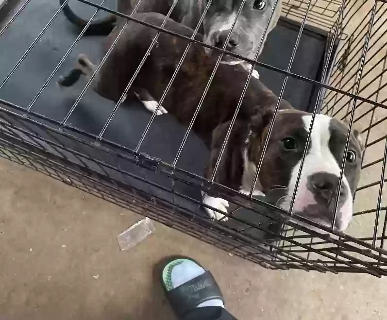 adoptable Dog in Jonesboro,GA named 