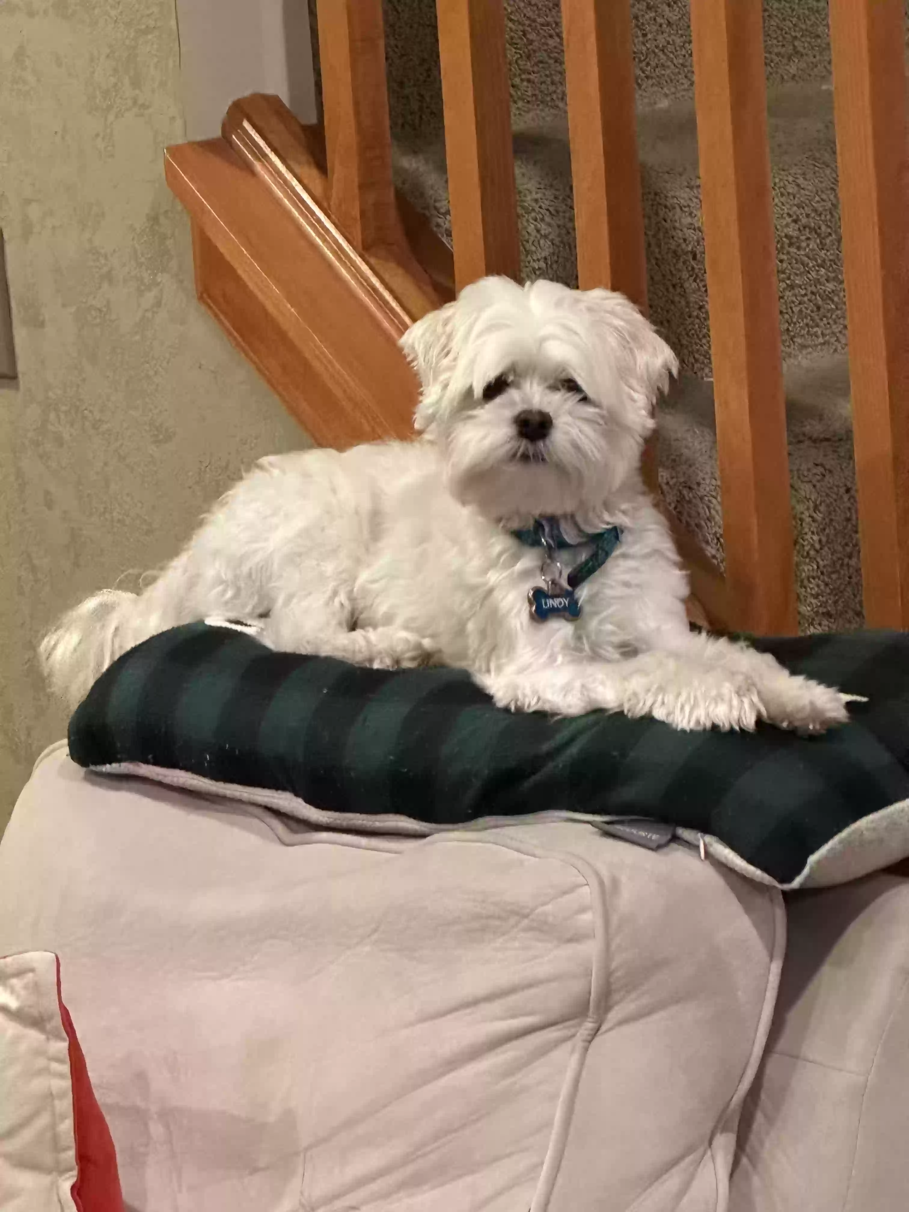 adoptable Dog in Minneapolis,MN named Lindy