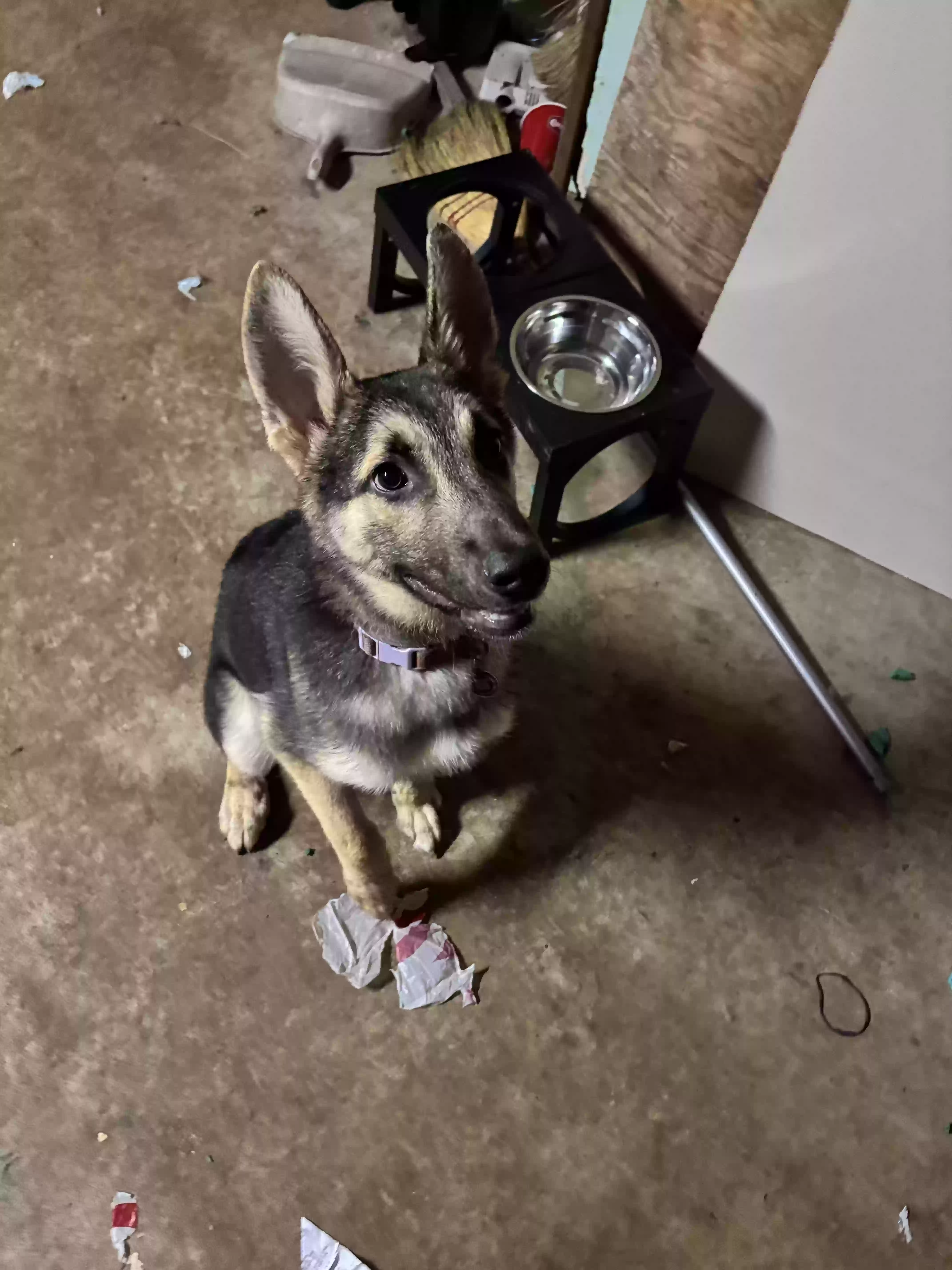 adoptable Dog in Woodstock,GA named Phoebe
