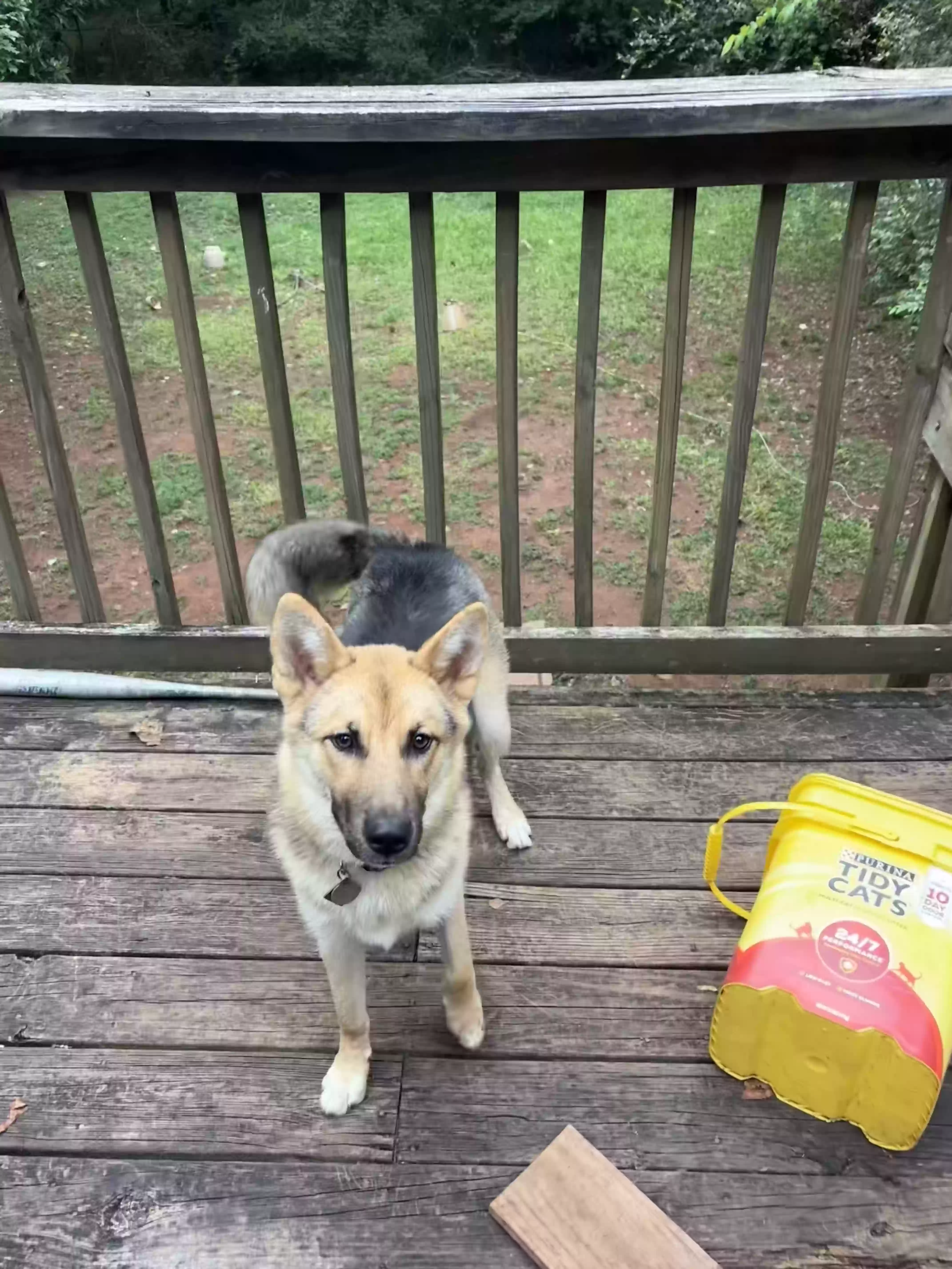 adoptable Dog in Woodstock,GA named Dolly