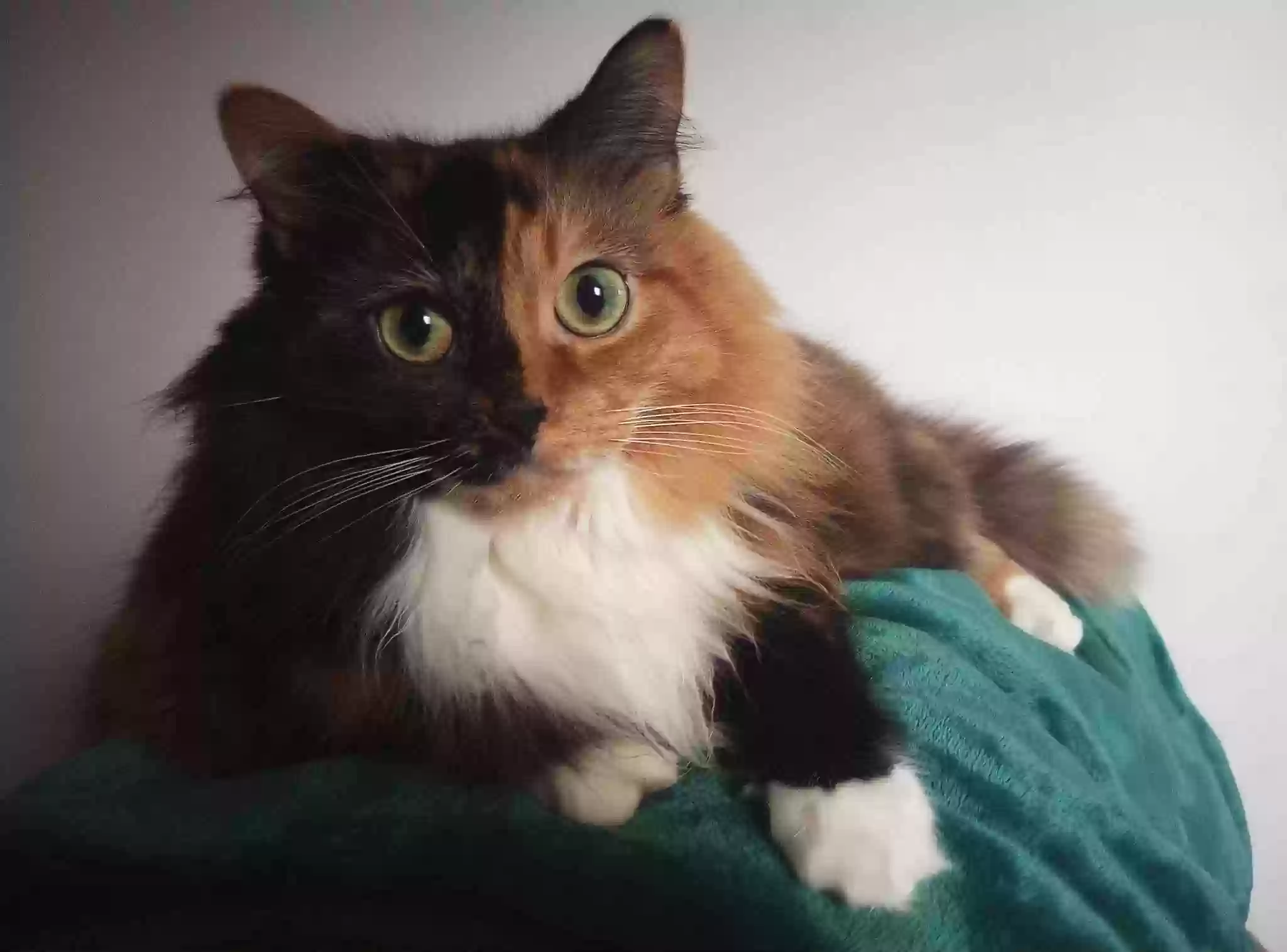adoptable Cat in Richmond,KY named Willow