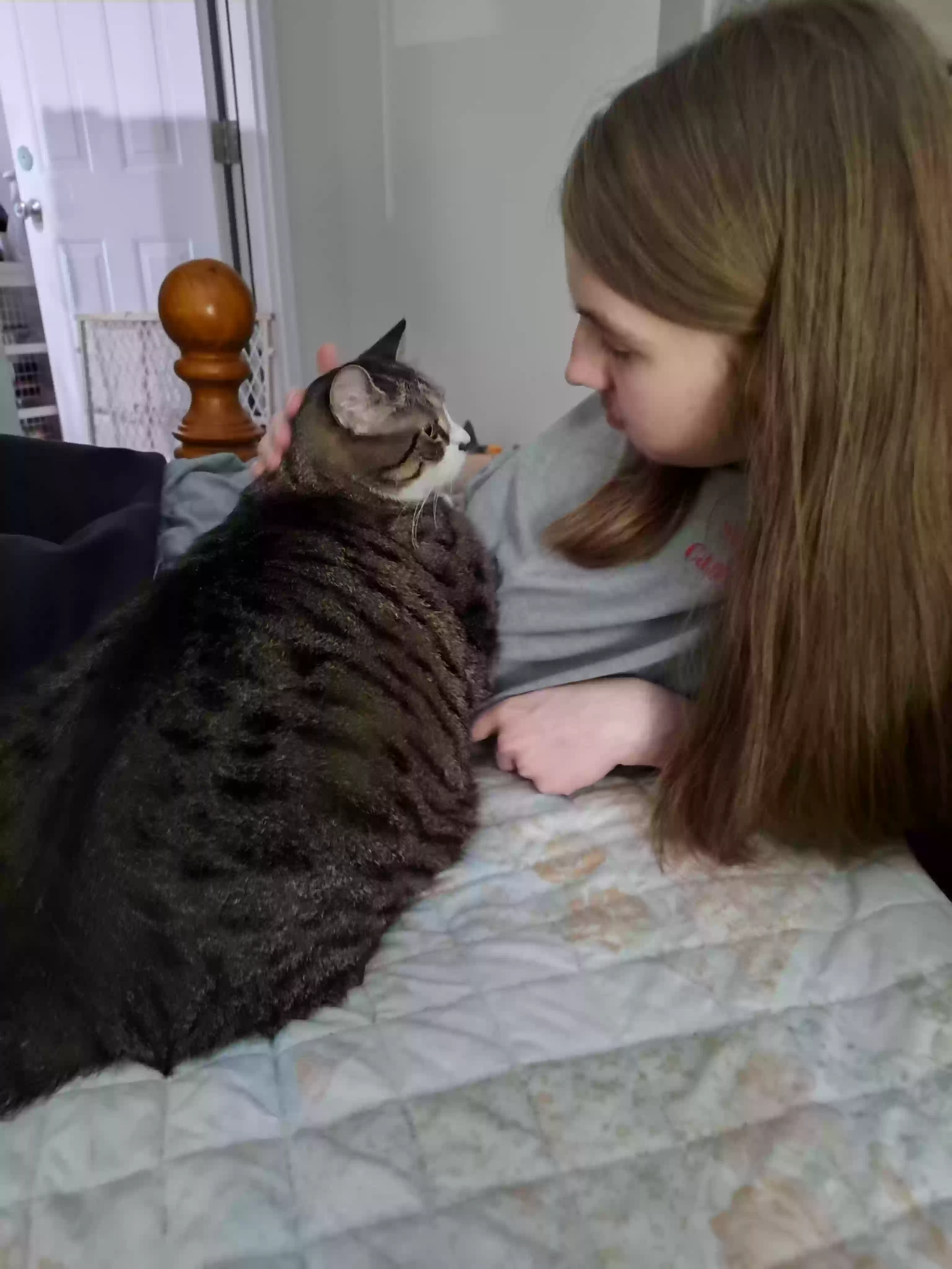 adoptable Cat in Shelbyville,KY named Wee Girl