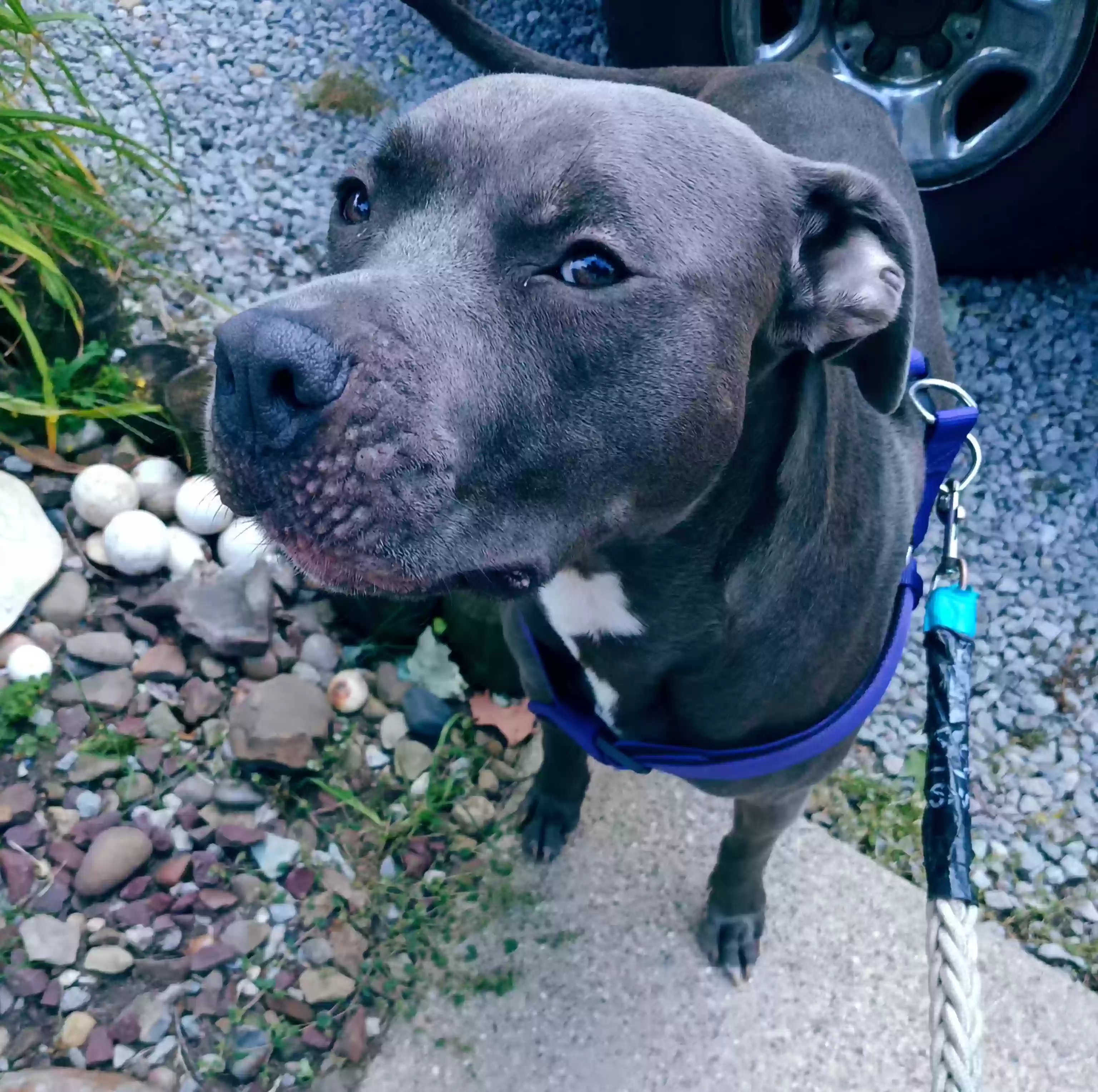 adoptable Dog in Youngstown,OH named Doug