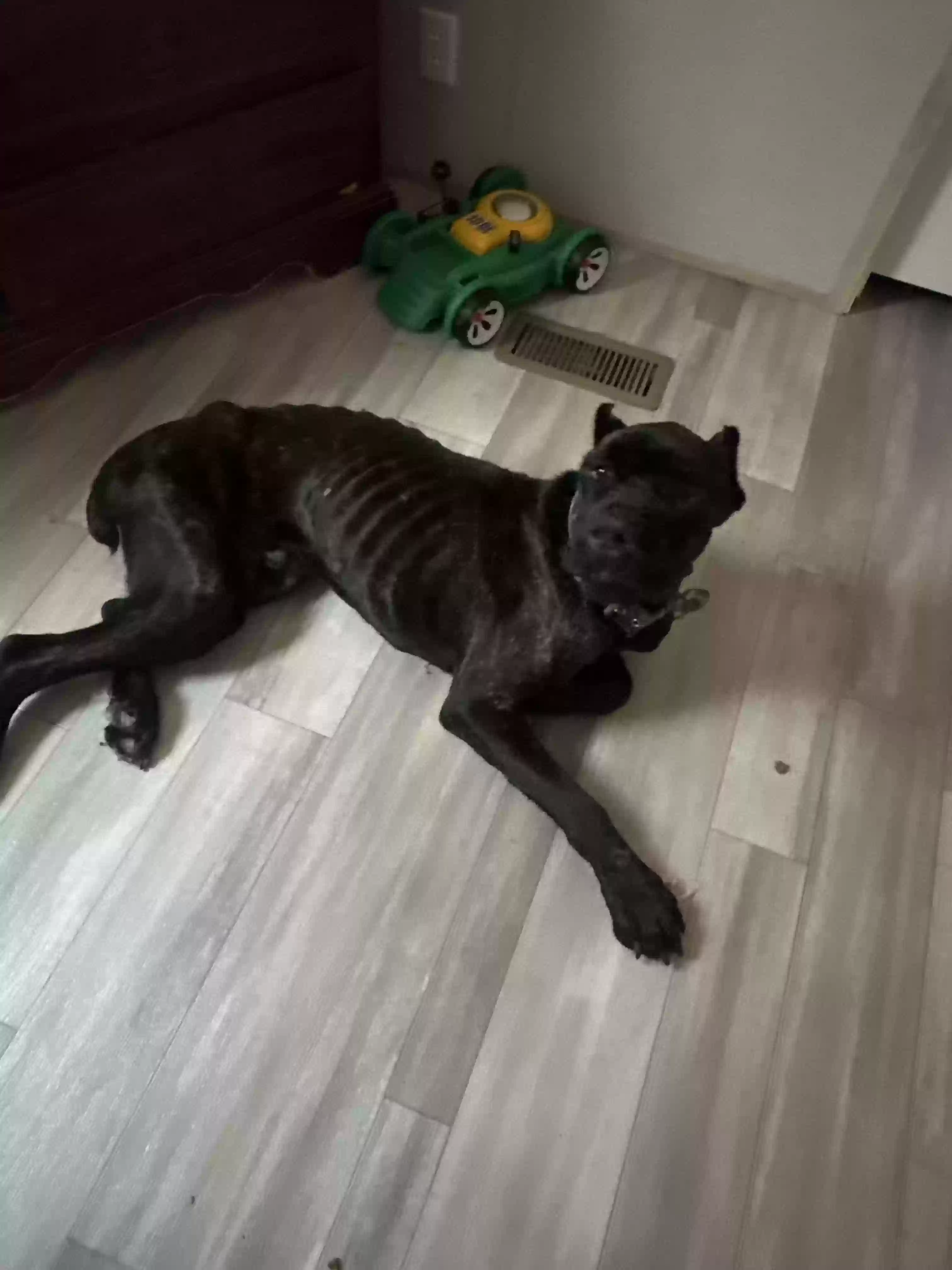adoptable Dog in Hopkinsville,KY named Kingston