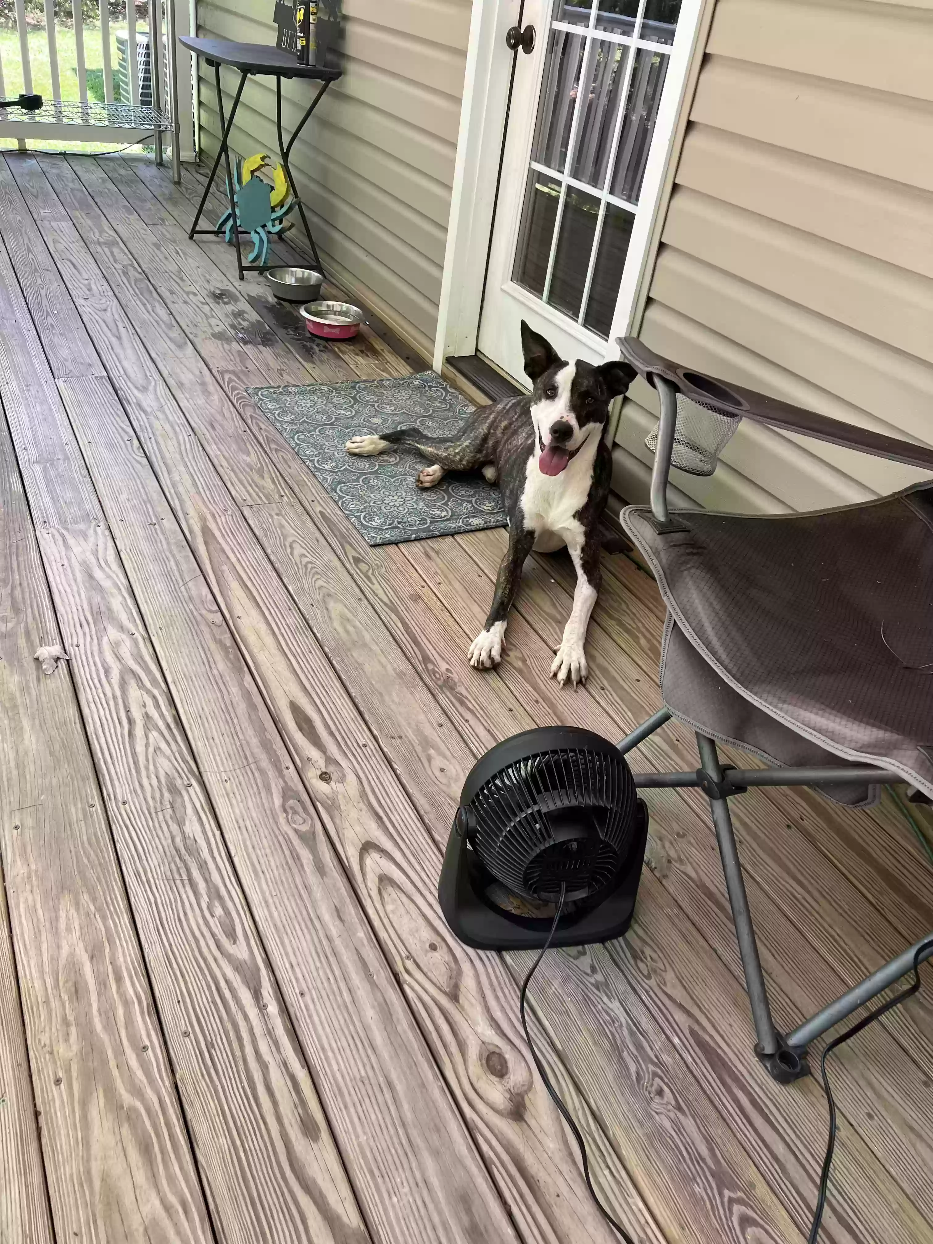 adoptable Dog in Nebo,NC named Buddy