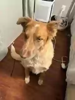 adoptable Dog in Mayer,AZ named Sadie