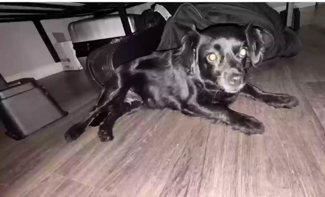 adoptable Dog in Decatur,GA named Bella