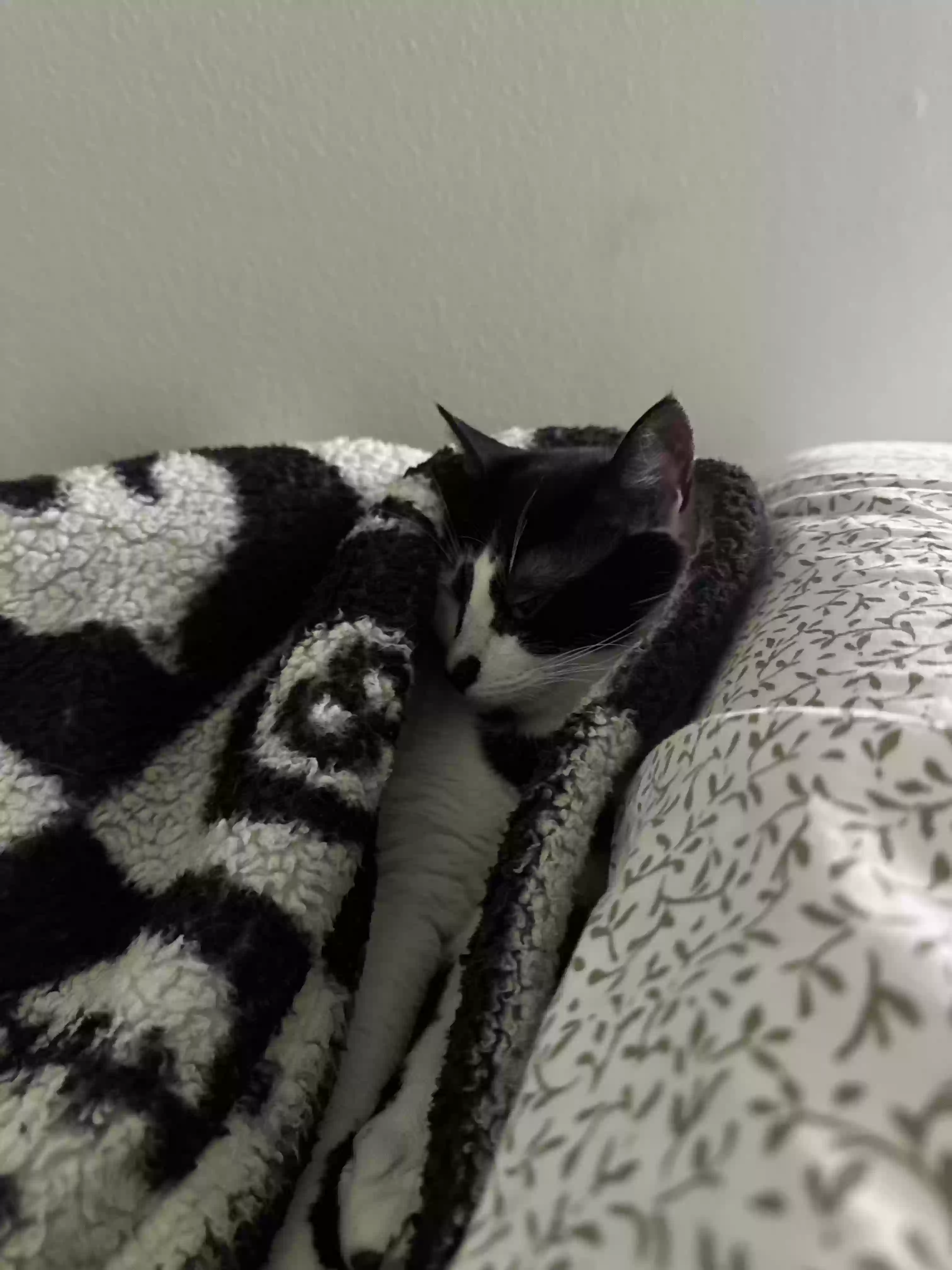 adoptable Cat in Dacula,GA named Truffles