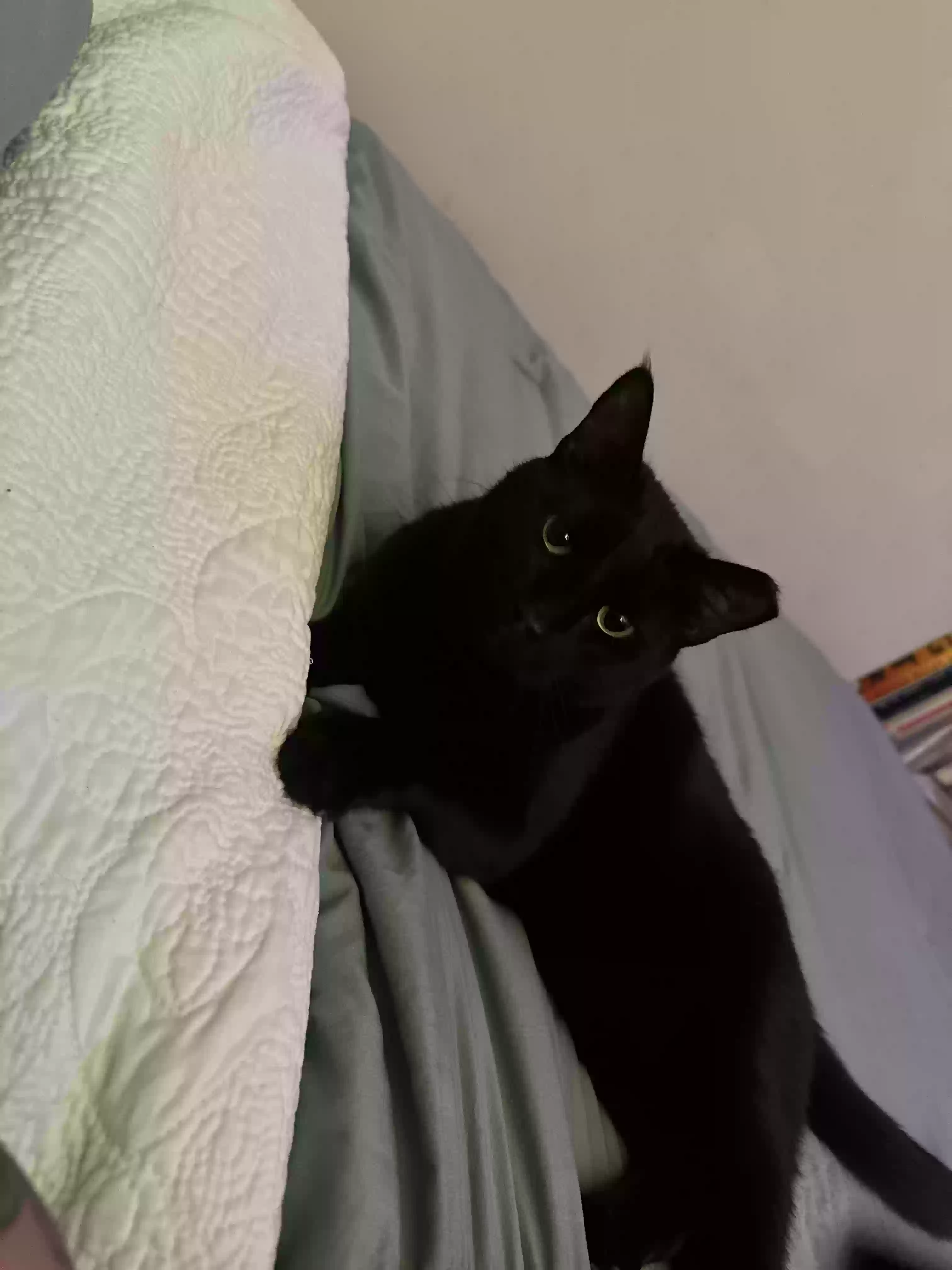 adoptable Cat in Dacula,GA named Sid