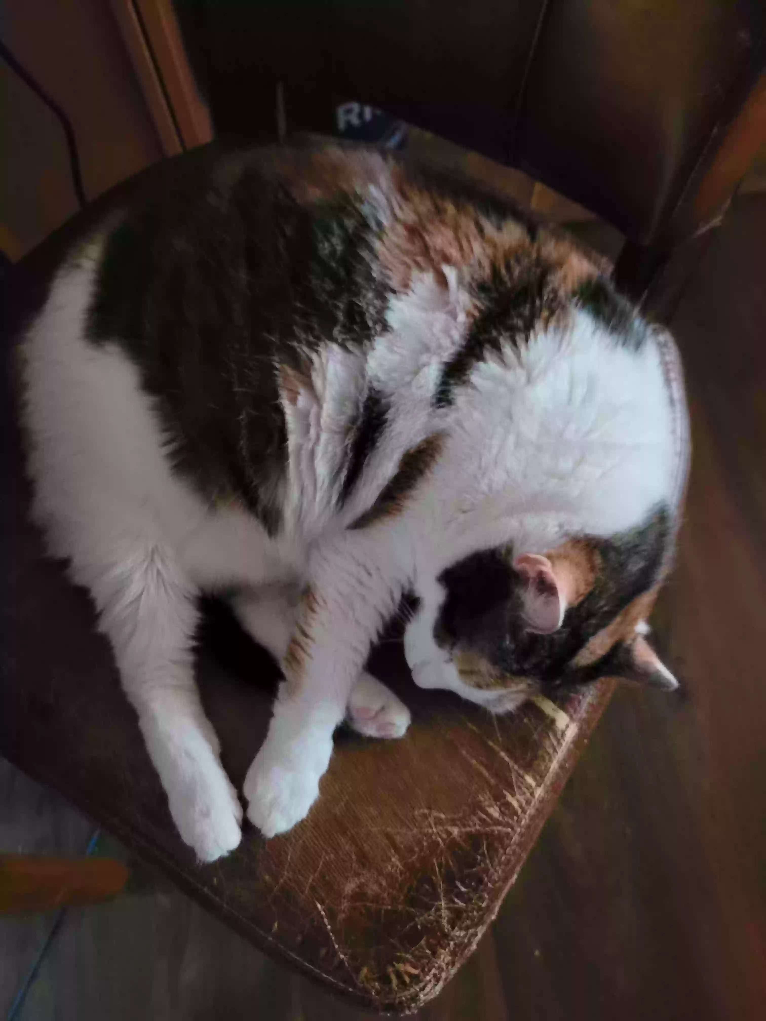 adoptable Cat in Richmond,VA named Mochi