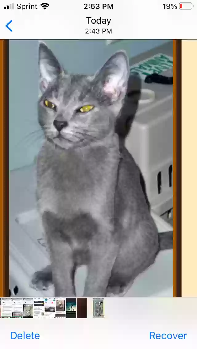 adoptable Cat in Saint Peters,MO named Grace
