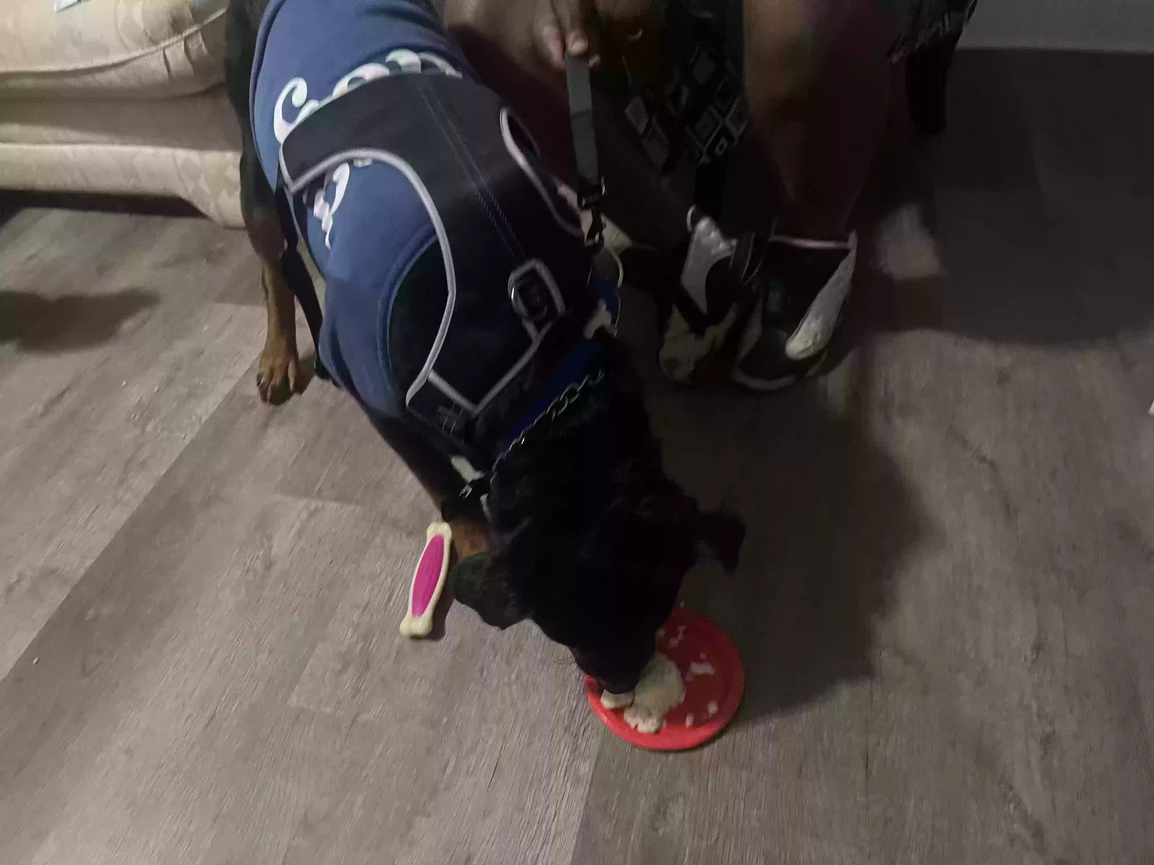 adoptable Dog in Dallas,GA named Gatti Jean Holt