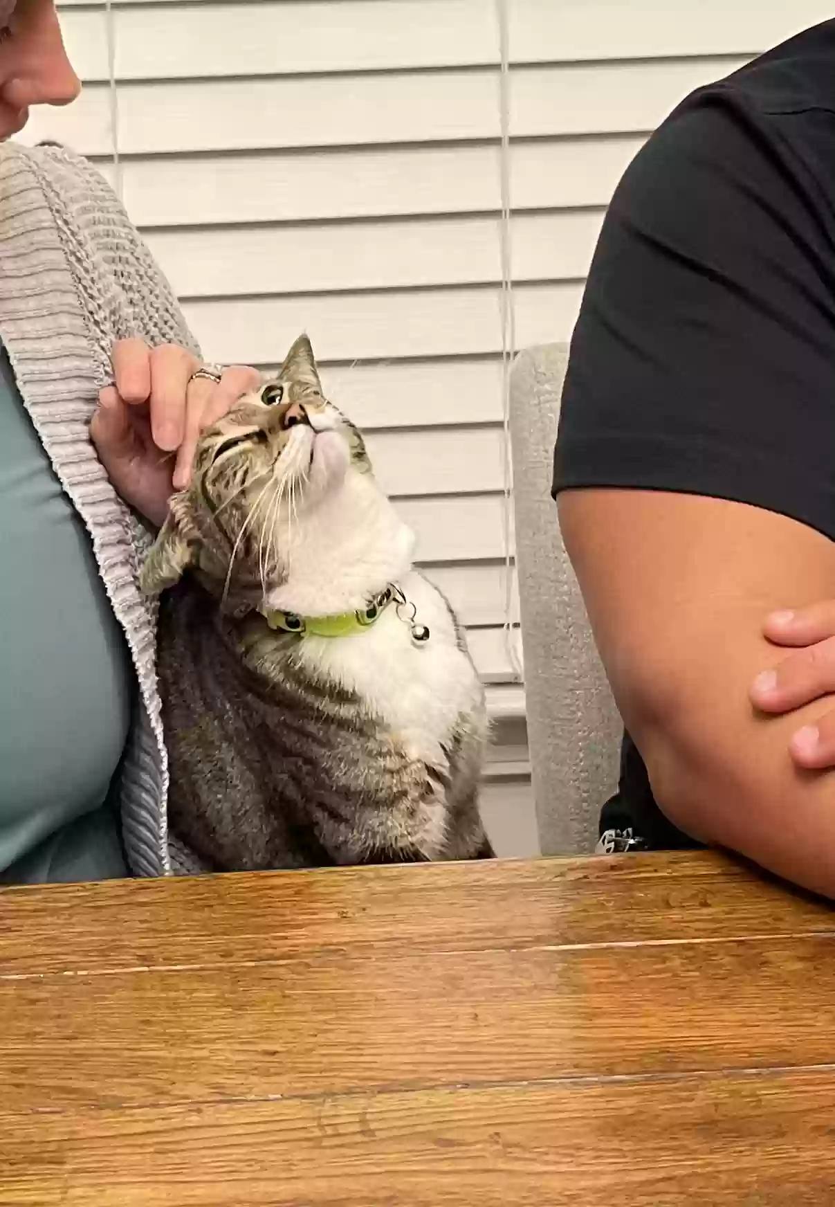 adoptable Cat in Saint Johns,FL named Sage