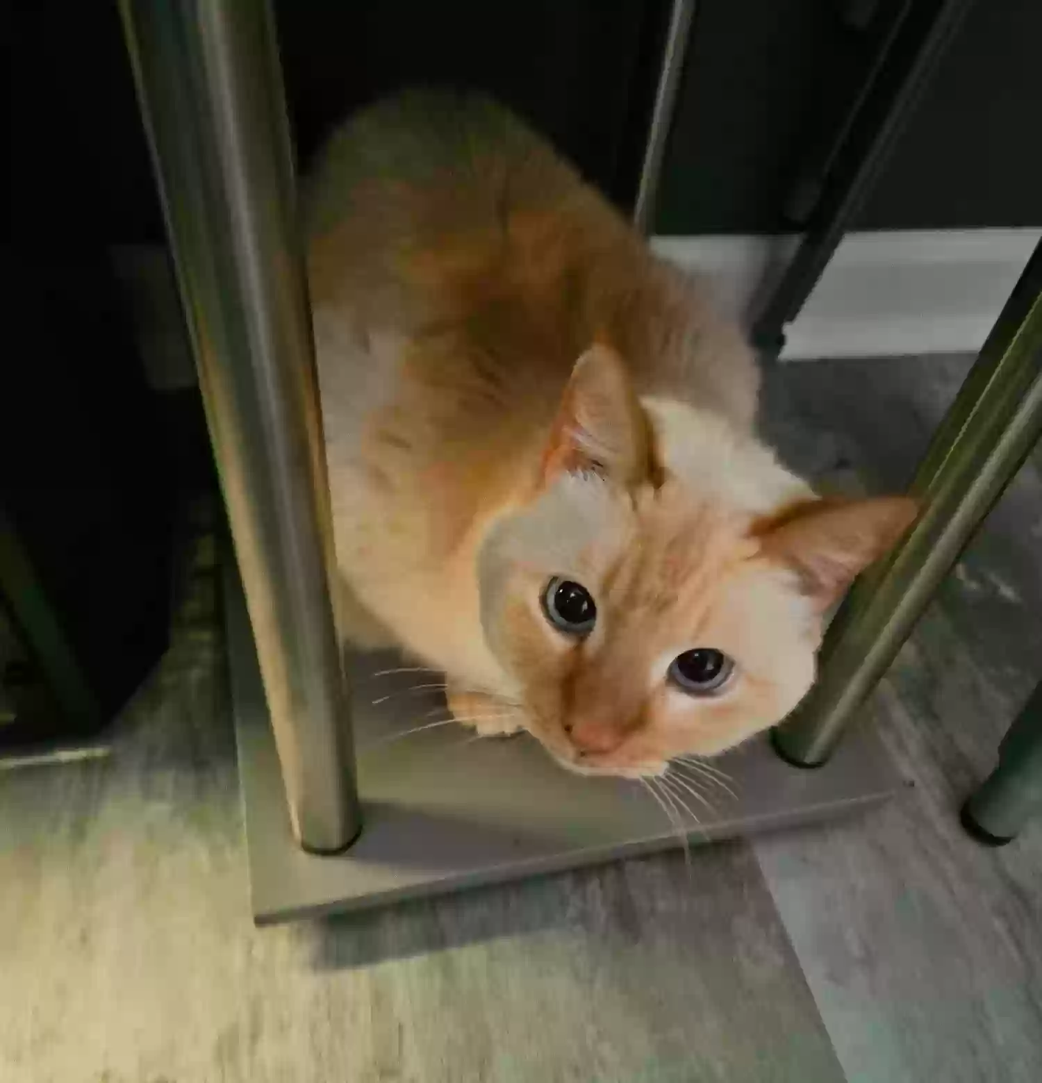 adoptable Cat in Raleigh,NC named Sakura