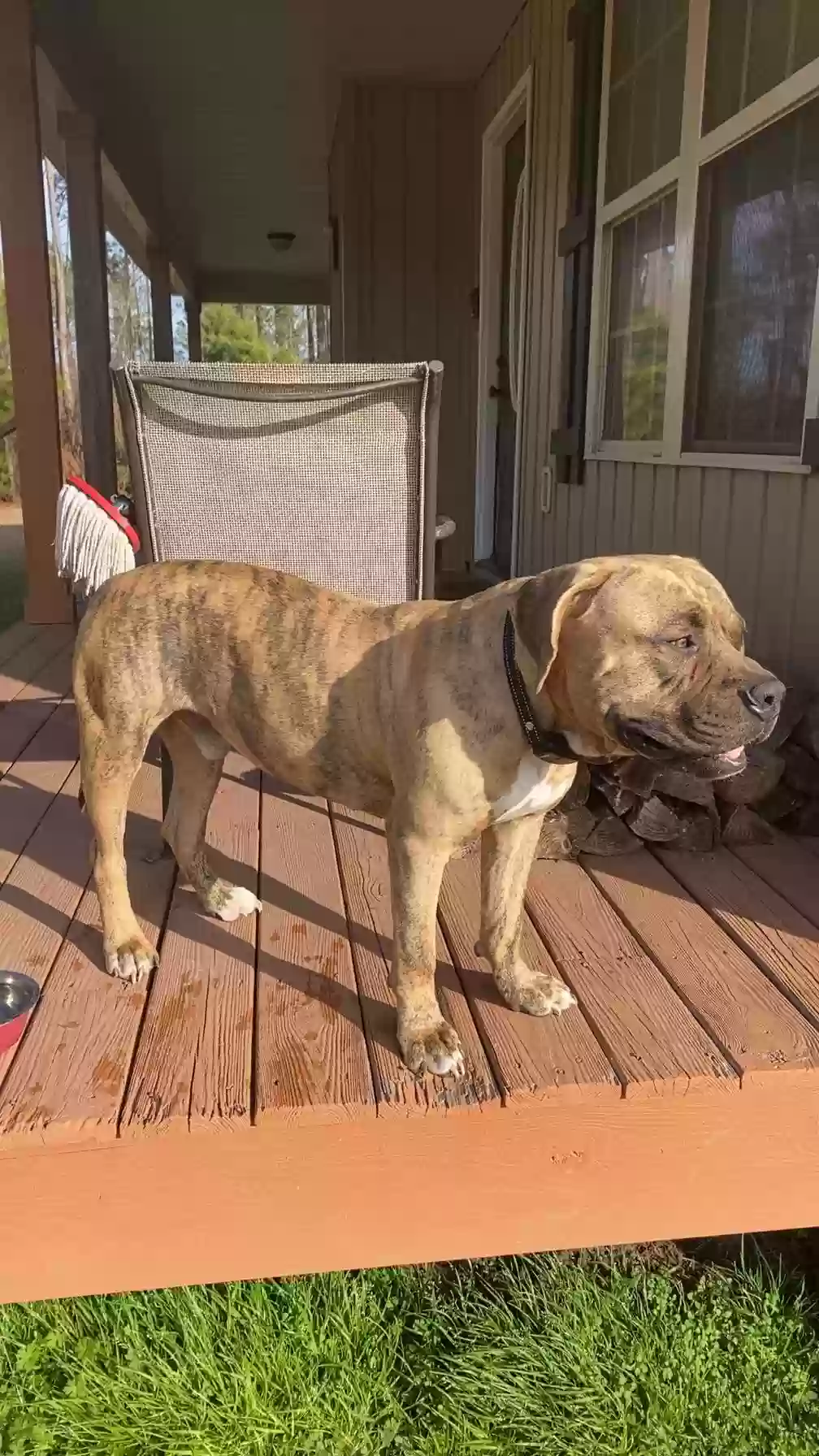 adoptable Dog in Nashville,GA named Brewster