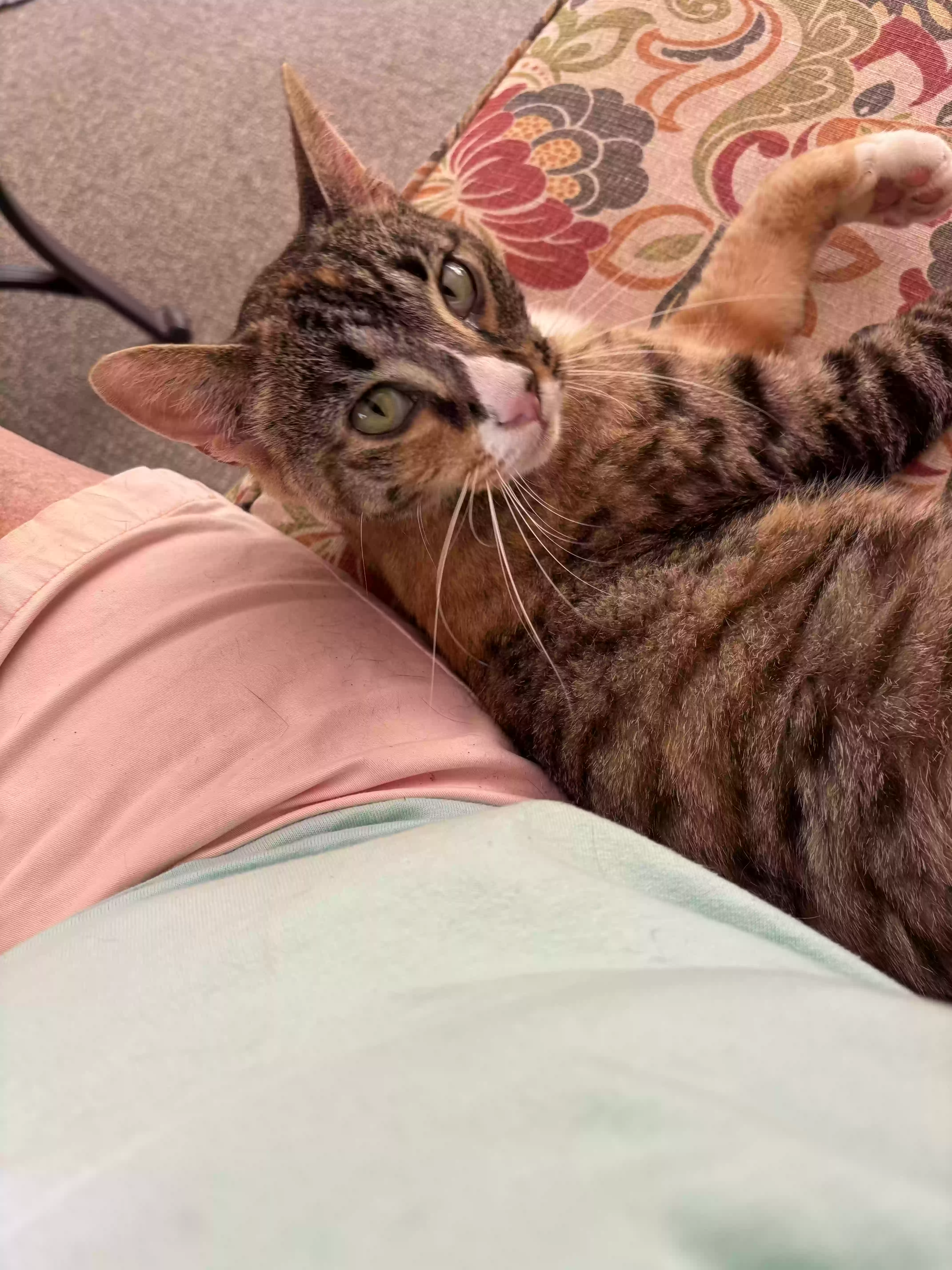 adoptable Cat in Winder,GA named 
