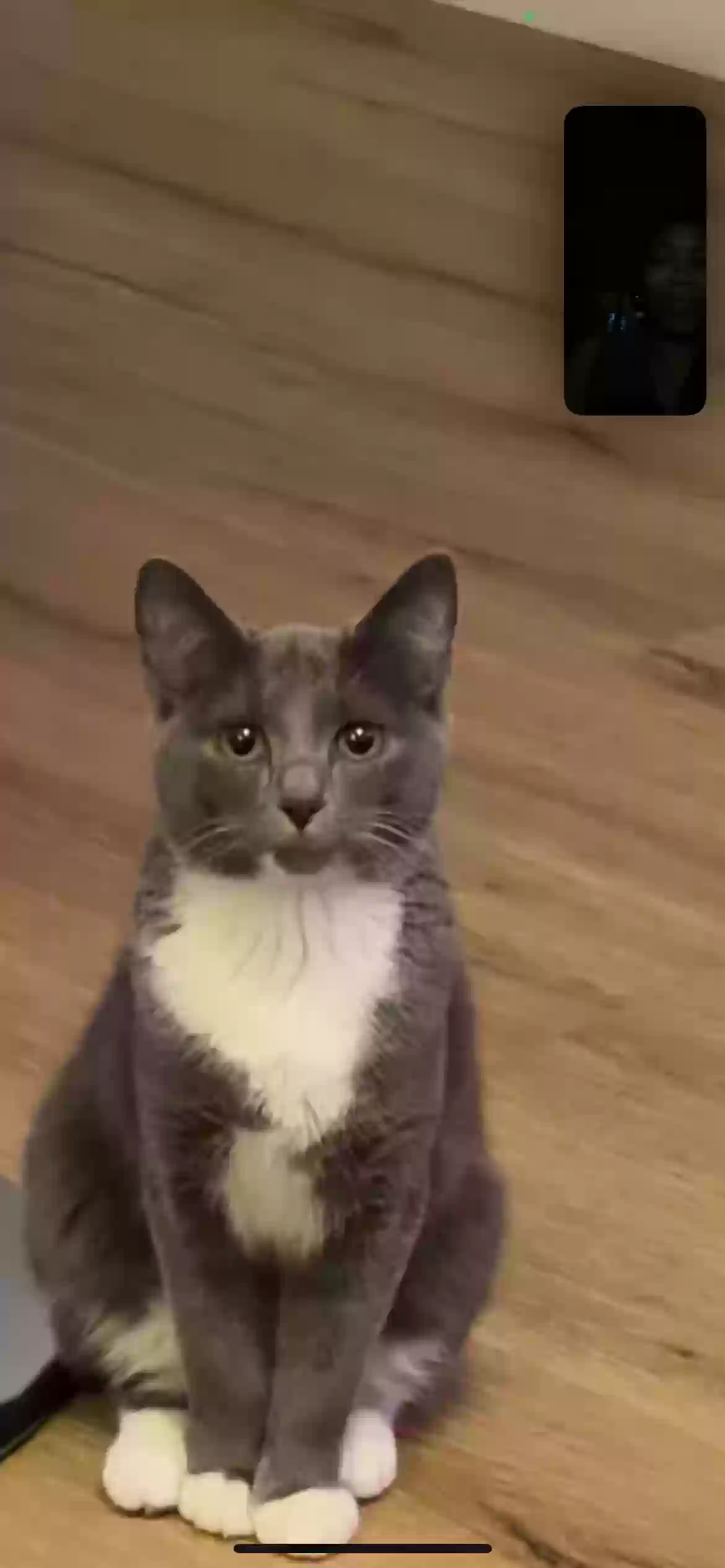 adoptable Cat in Atlanta,GA named storm