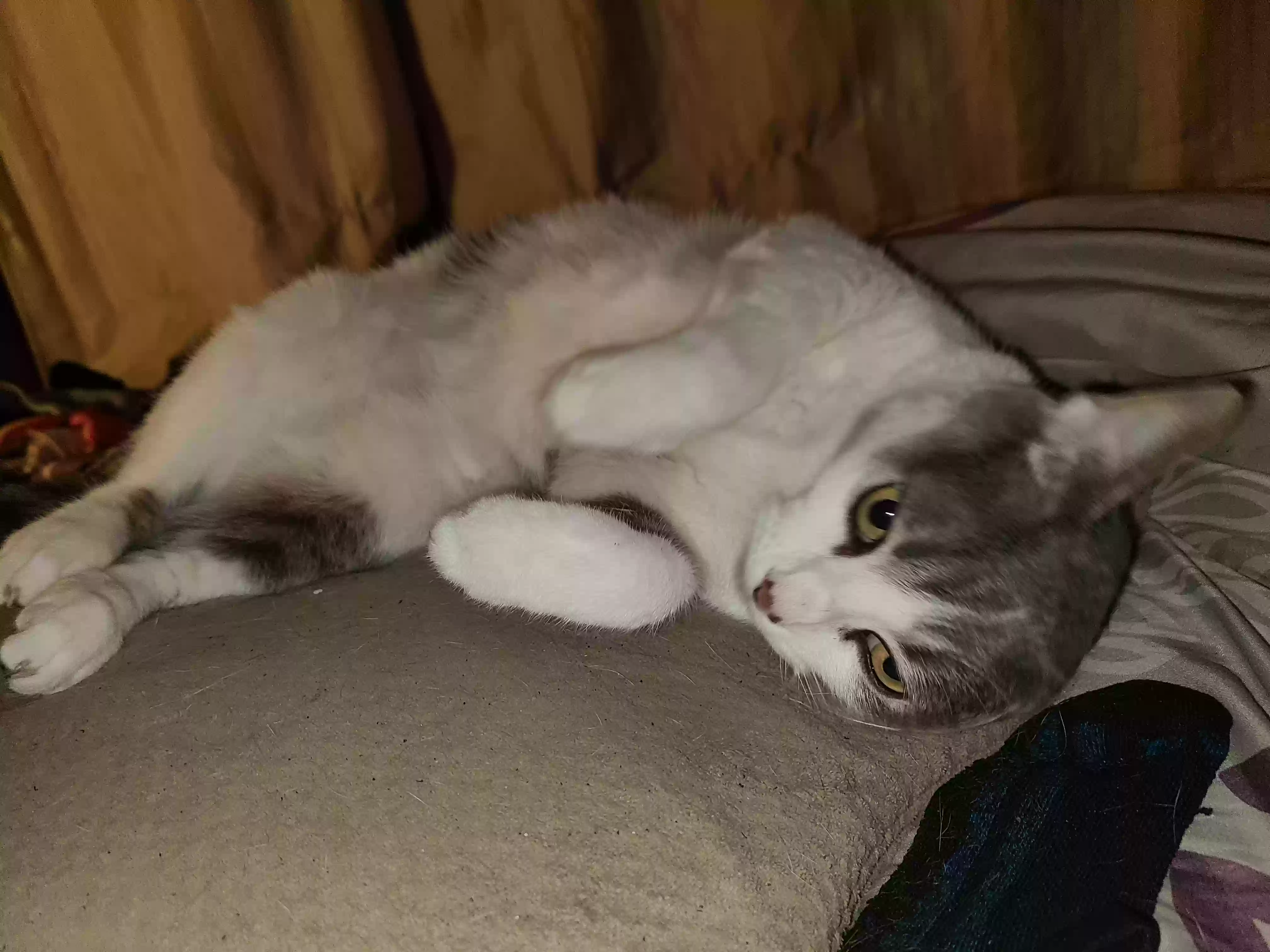 adoptable Cat in Pacifica,CA named Lyra