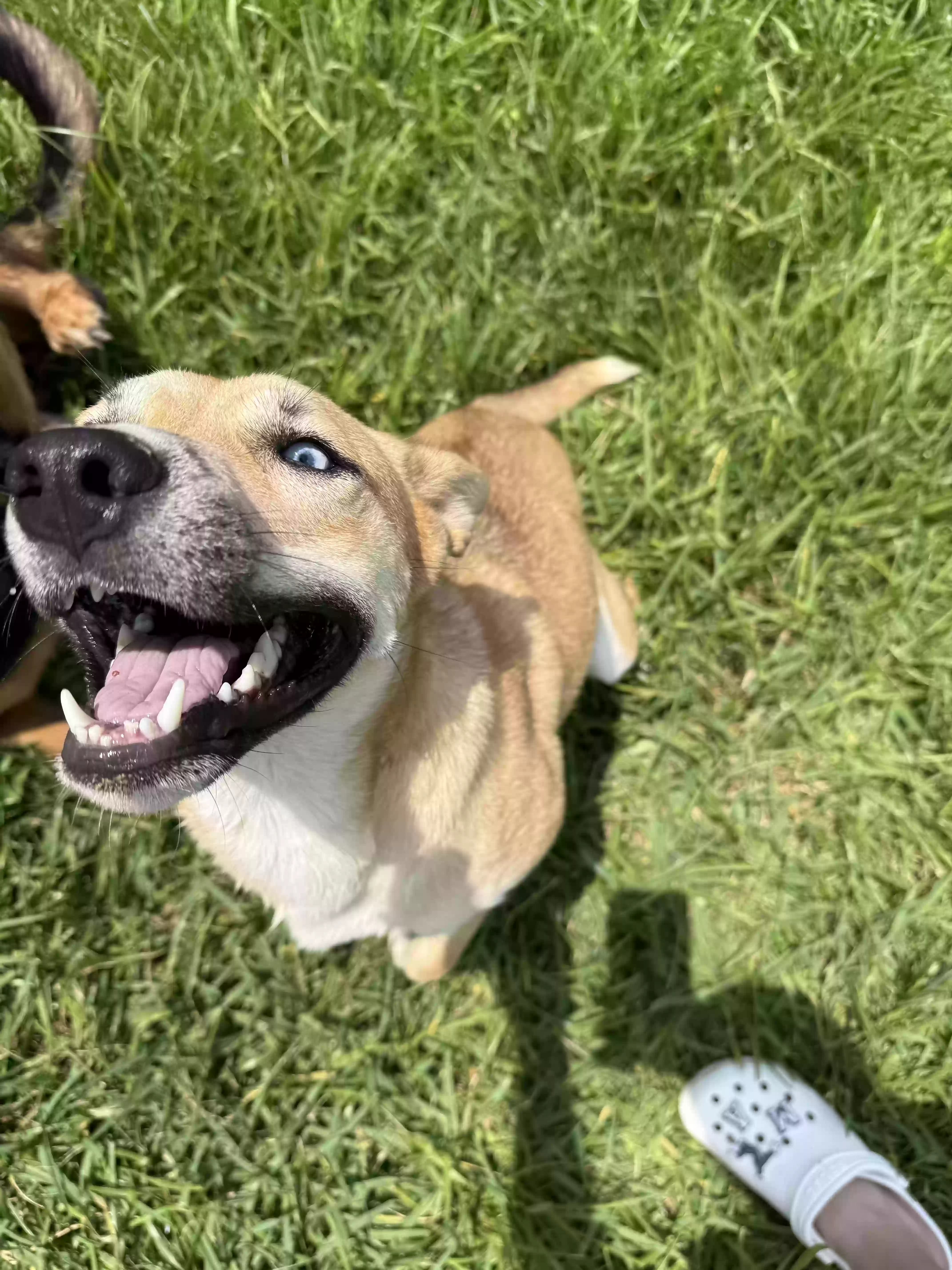adoptable Dog in Crosby,TX named Nala