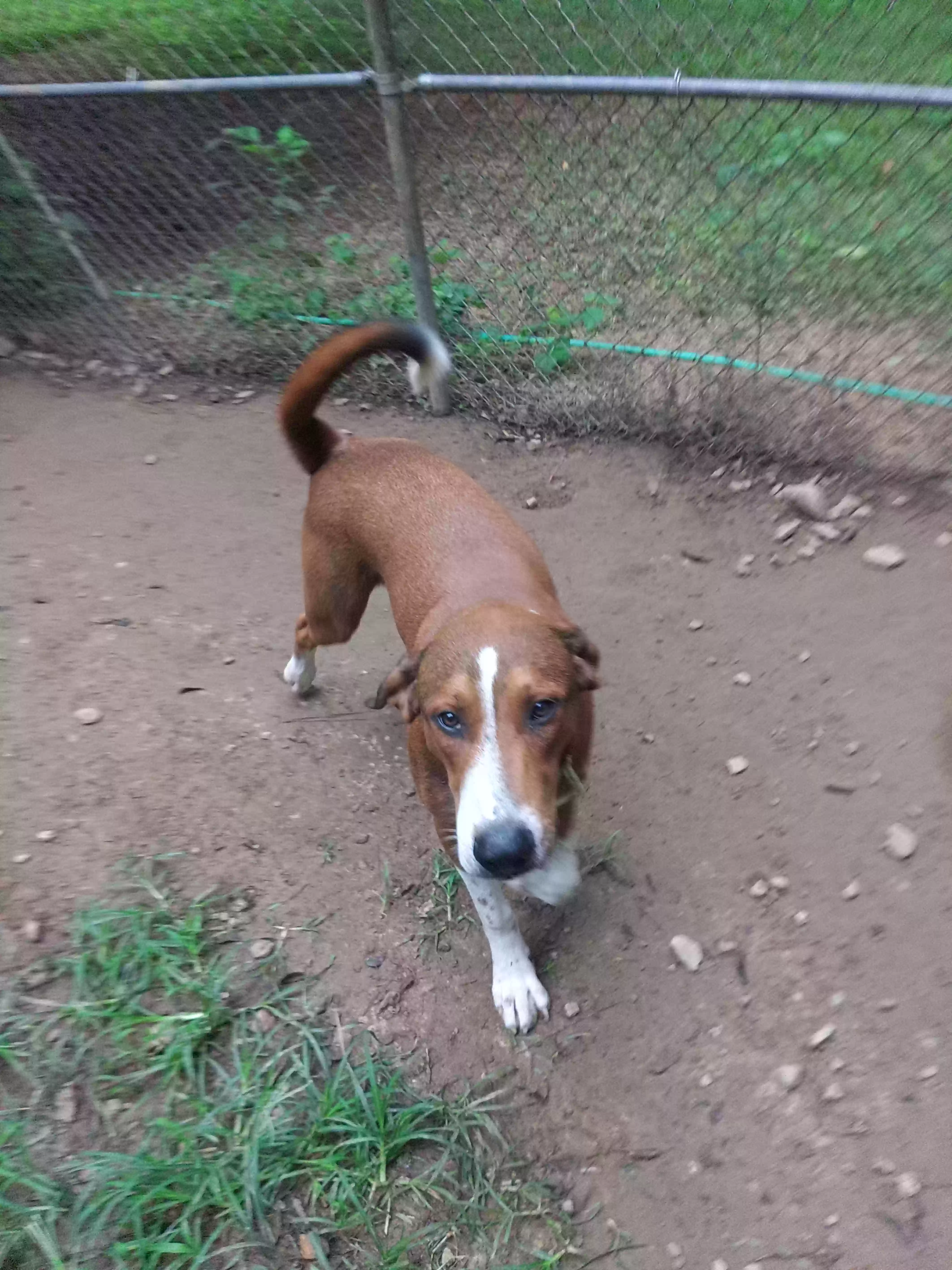adoptable Dog in Armuchee,GA named Asher